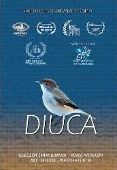 Diuca