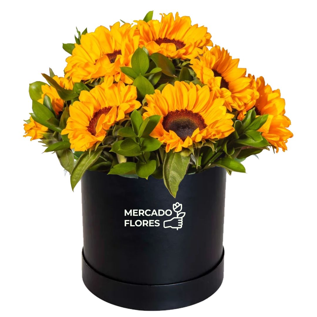 Box Girasoles