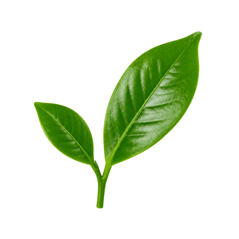 Fresh green leaf