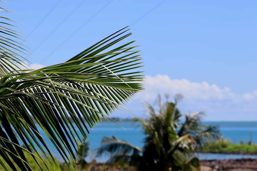Apia regular