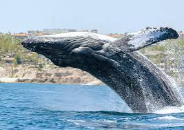 Humpback Whale News Roundup: Record Migrations, Sightings Surge, and a Rare Glimpse of Grief thumbnail 2