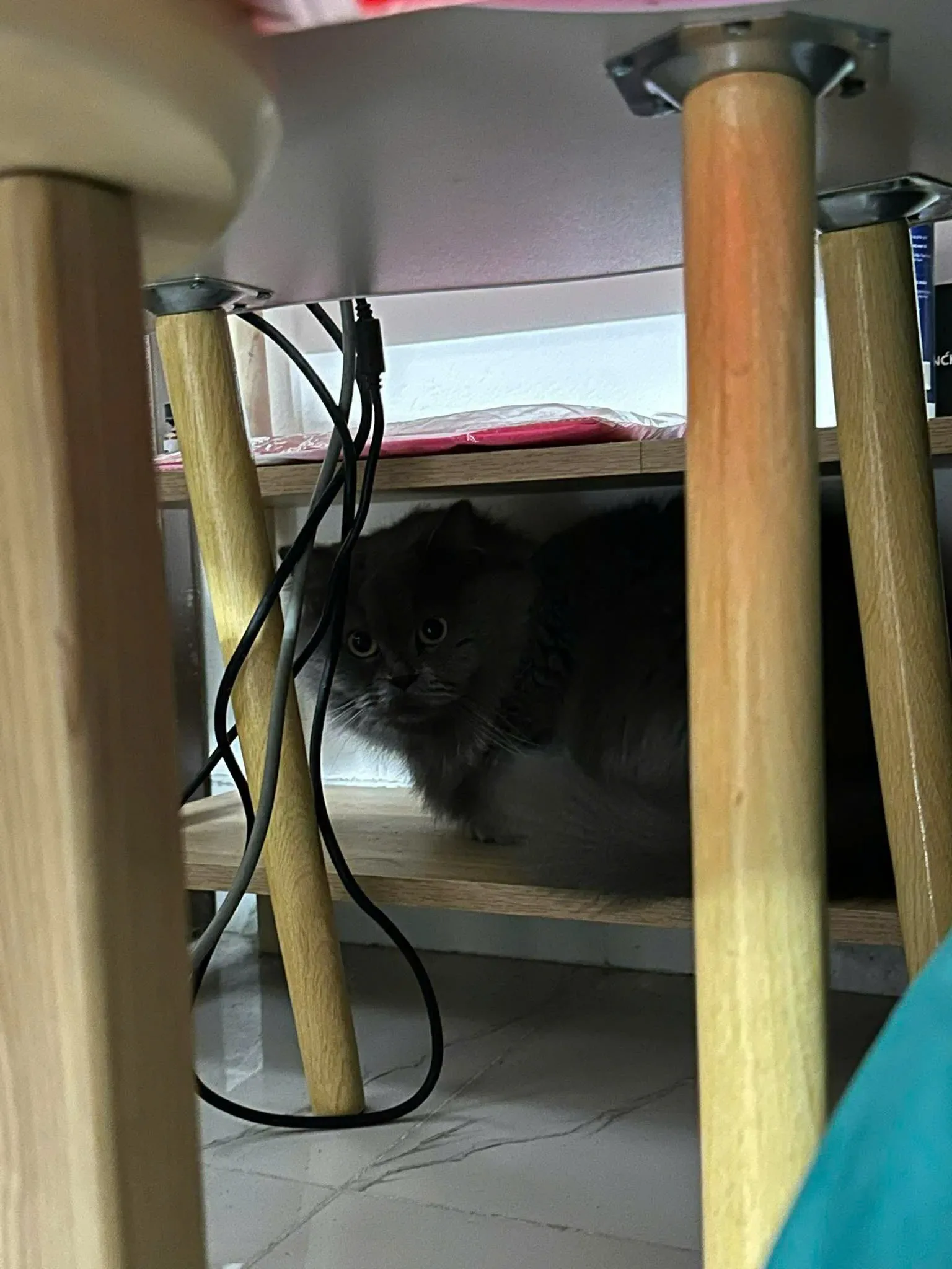 hạt tiêu - Ảnh 2