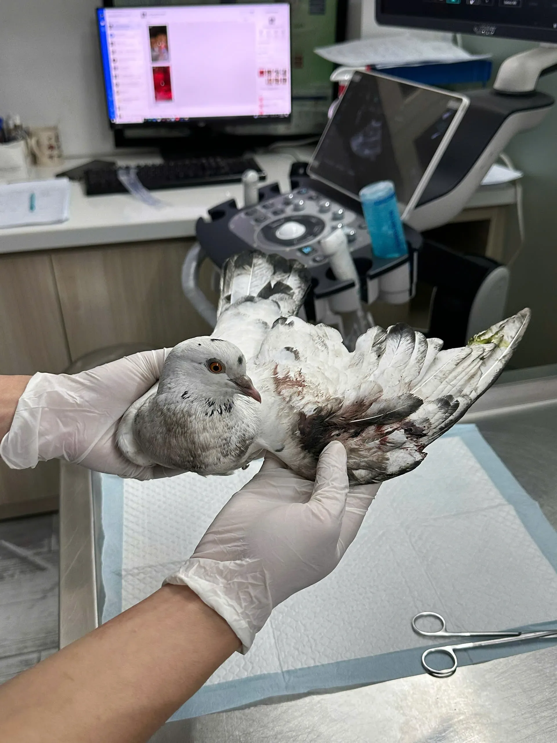 cánh cụt - Ảnh 2