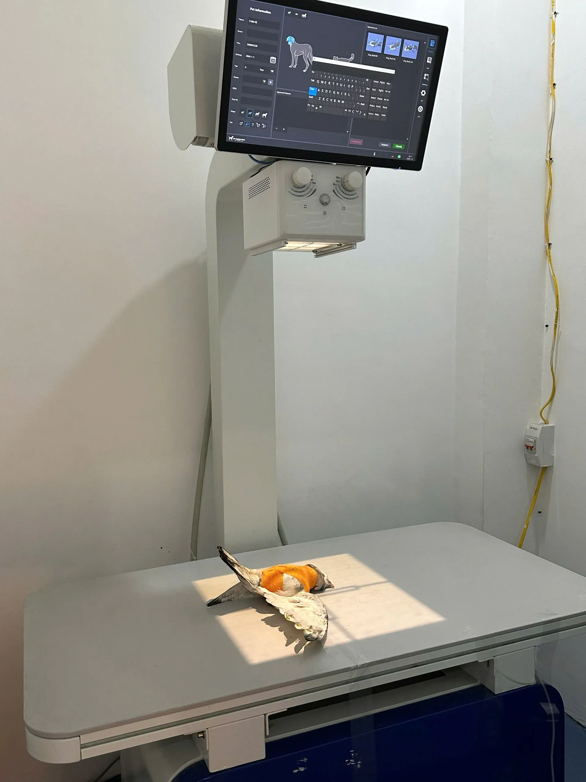 cánh cụt - Ảnh 3