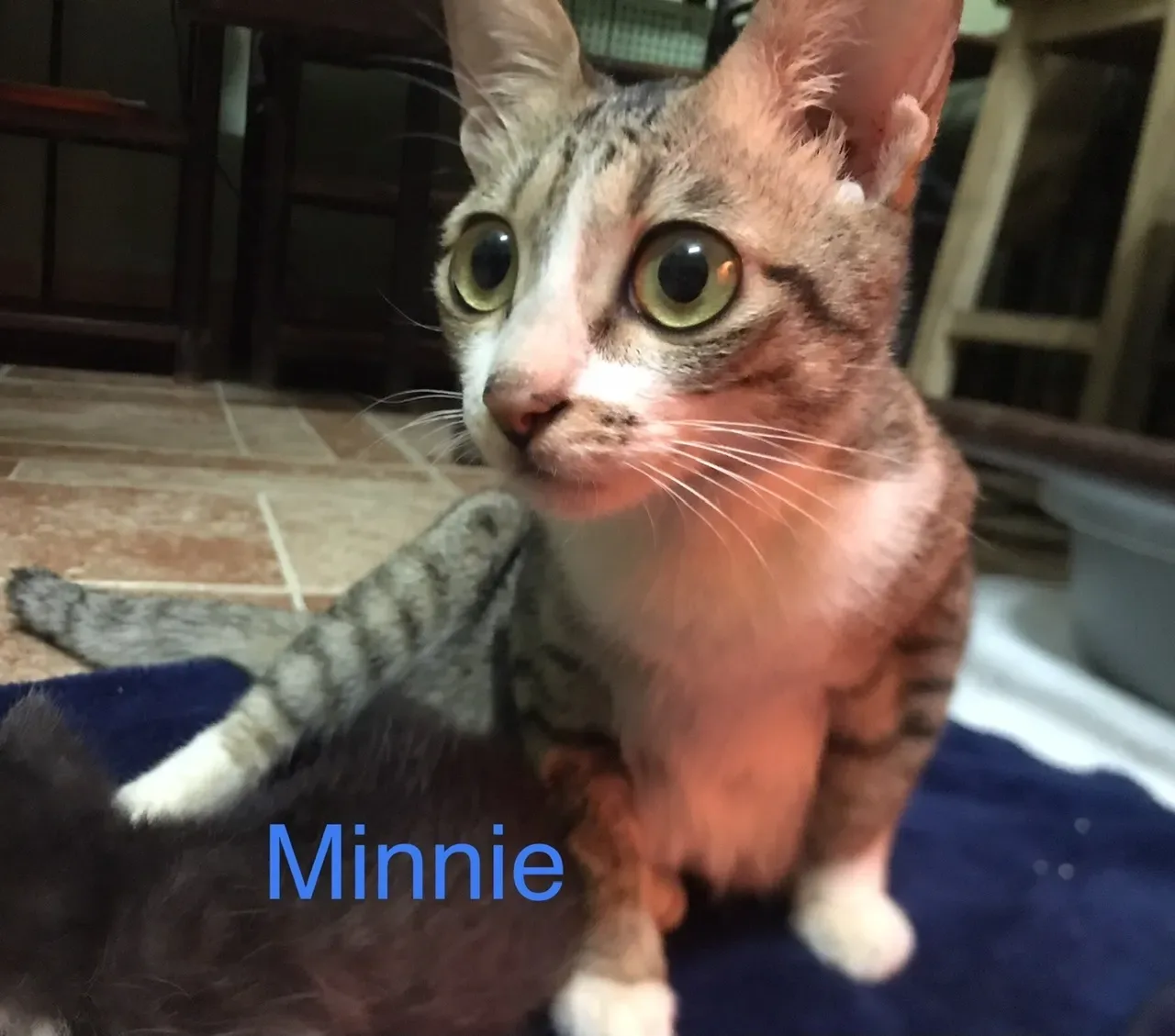 minnie - Ảnh 4