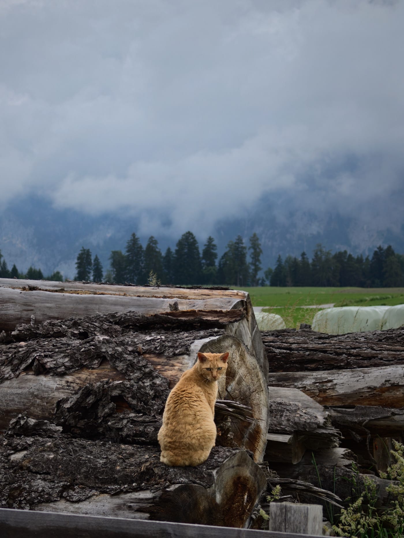 Orange cat sitting on stacked timber with misty mountains and fields behind it