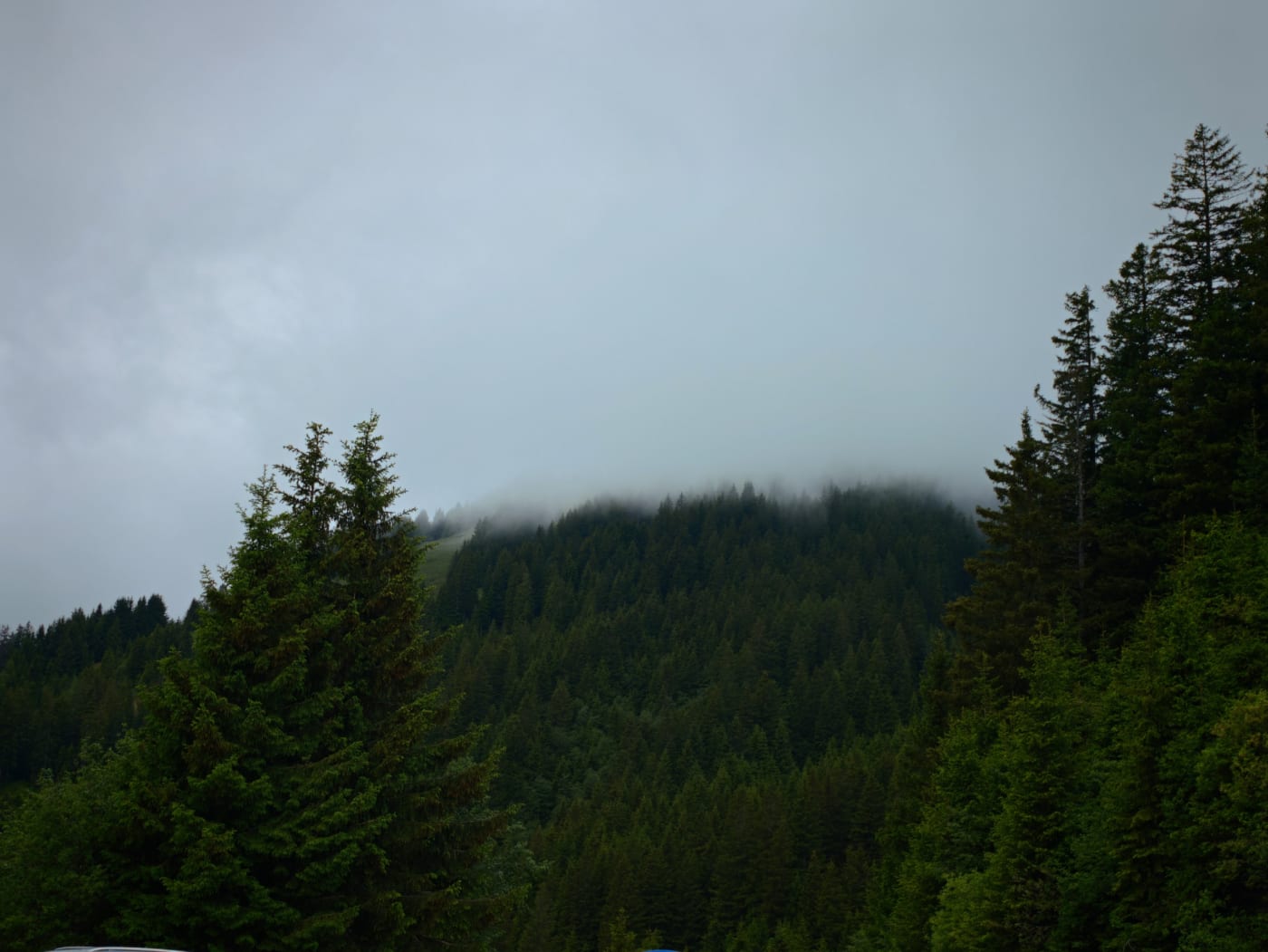 Fog hanging over a dense evergreen forest on a rainy mountainside