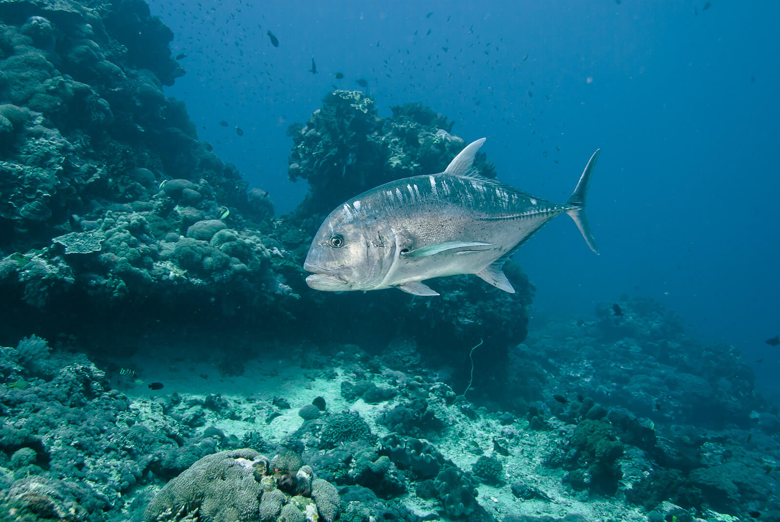 Nusa Penida Spearfishing