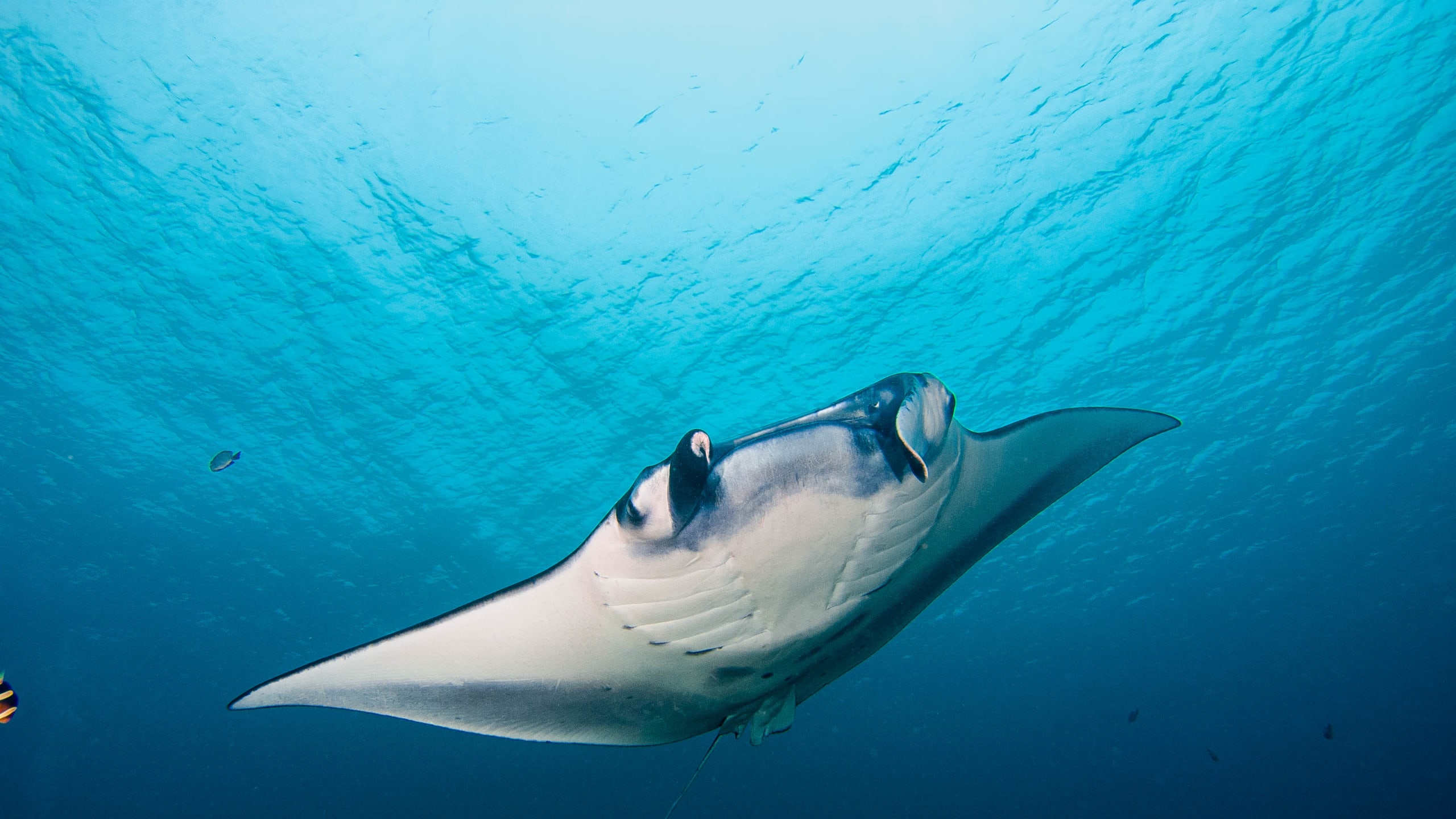 Diving Nusa Penida 2N3D Package Pure Dive Resort Eco Friendly Dive