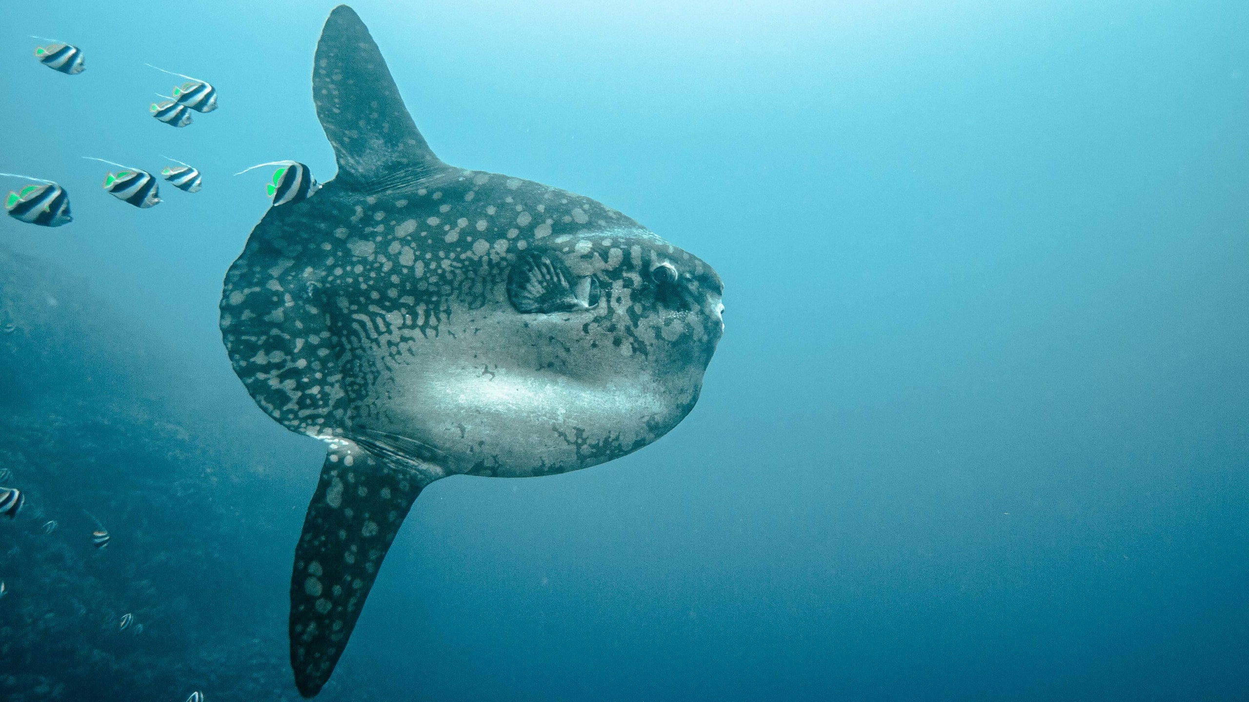 Nusa Penida Dive Sites Pure Dive Resort Eco Friendly Dive Resort on