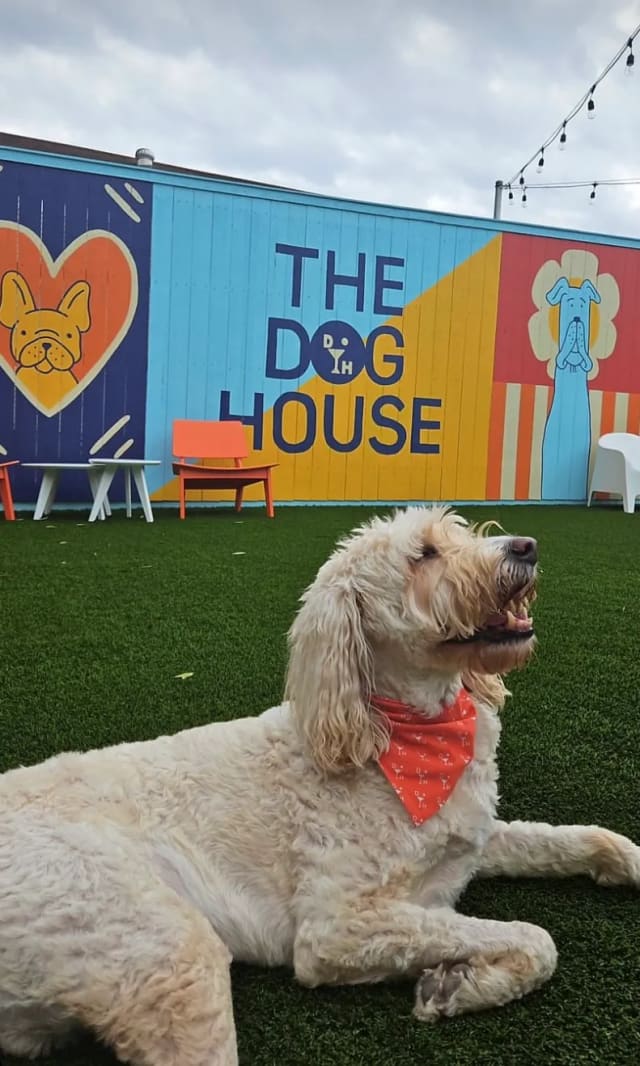 The Dog House photo 2