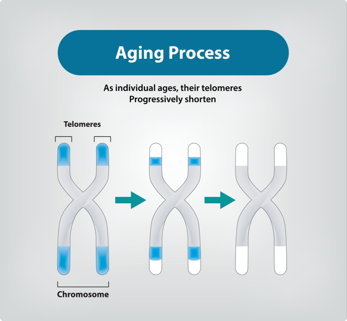 Telomeres: The Biological Timekeepers of Cellular Aging