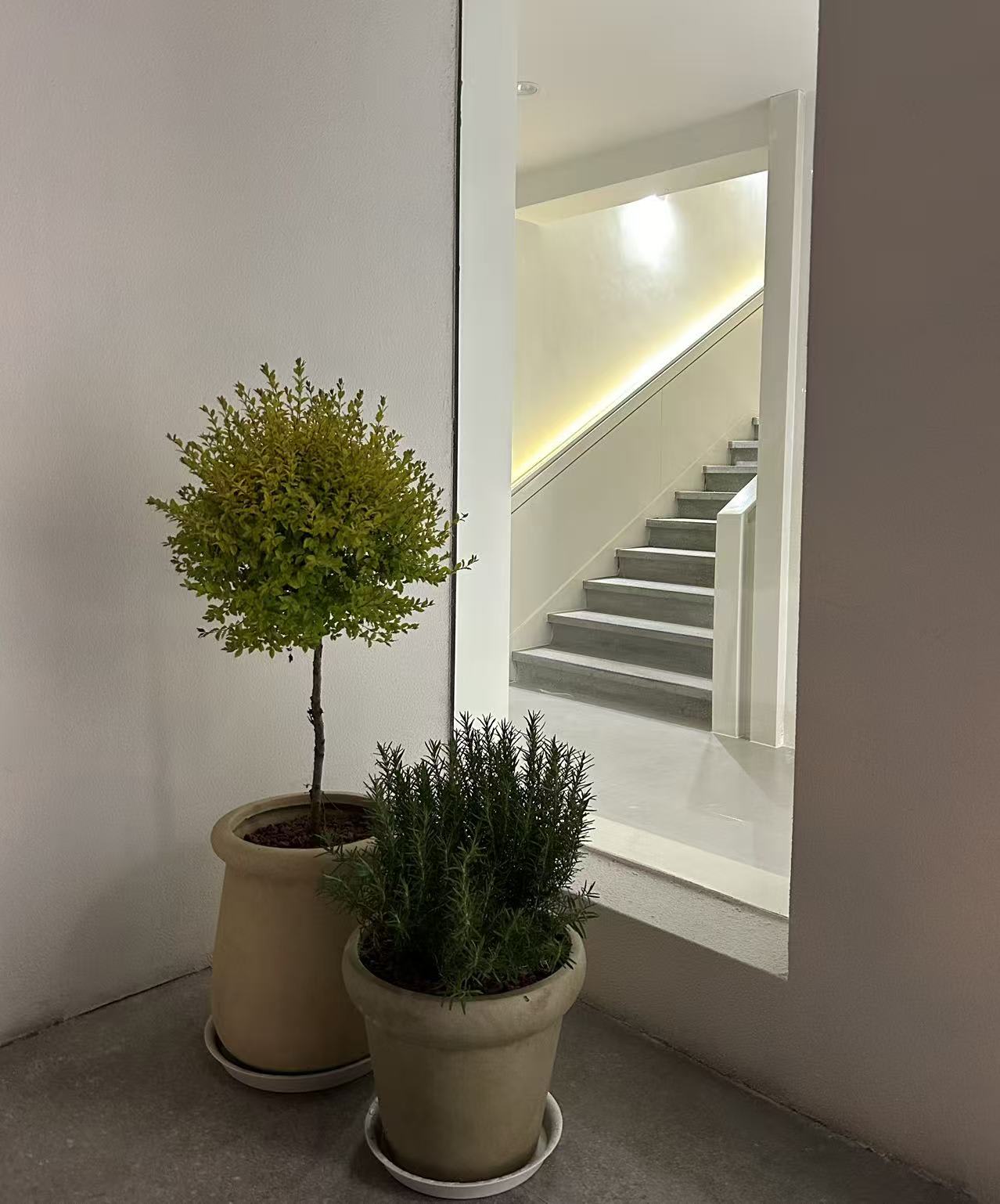 現代玄關風水設計植栽擺設