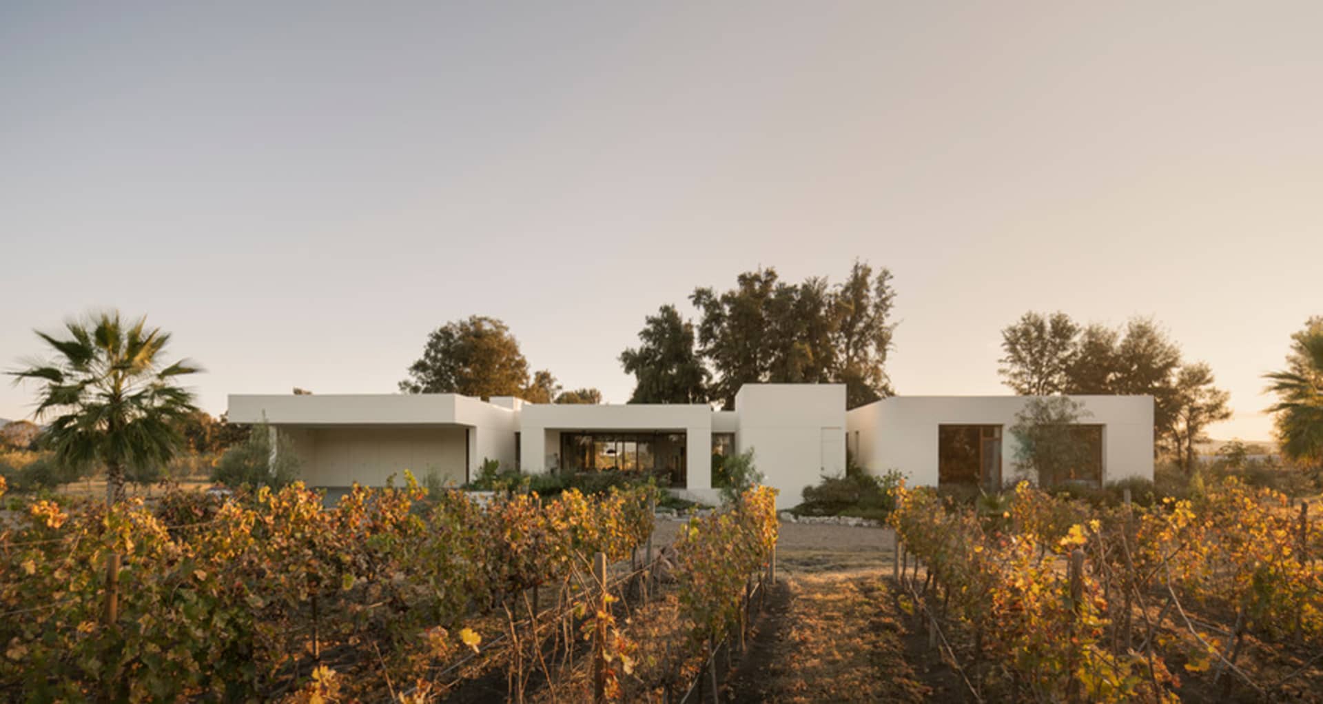 A modern white residential structure with a minimalist design, surrounded by a vineyard.