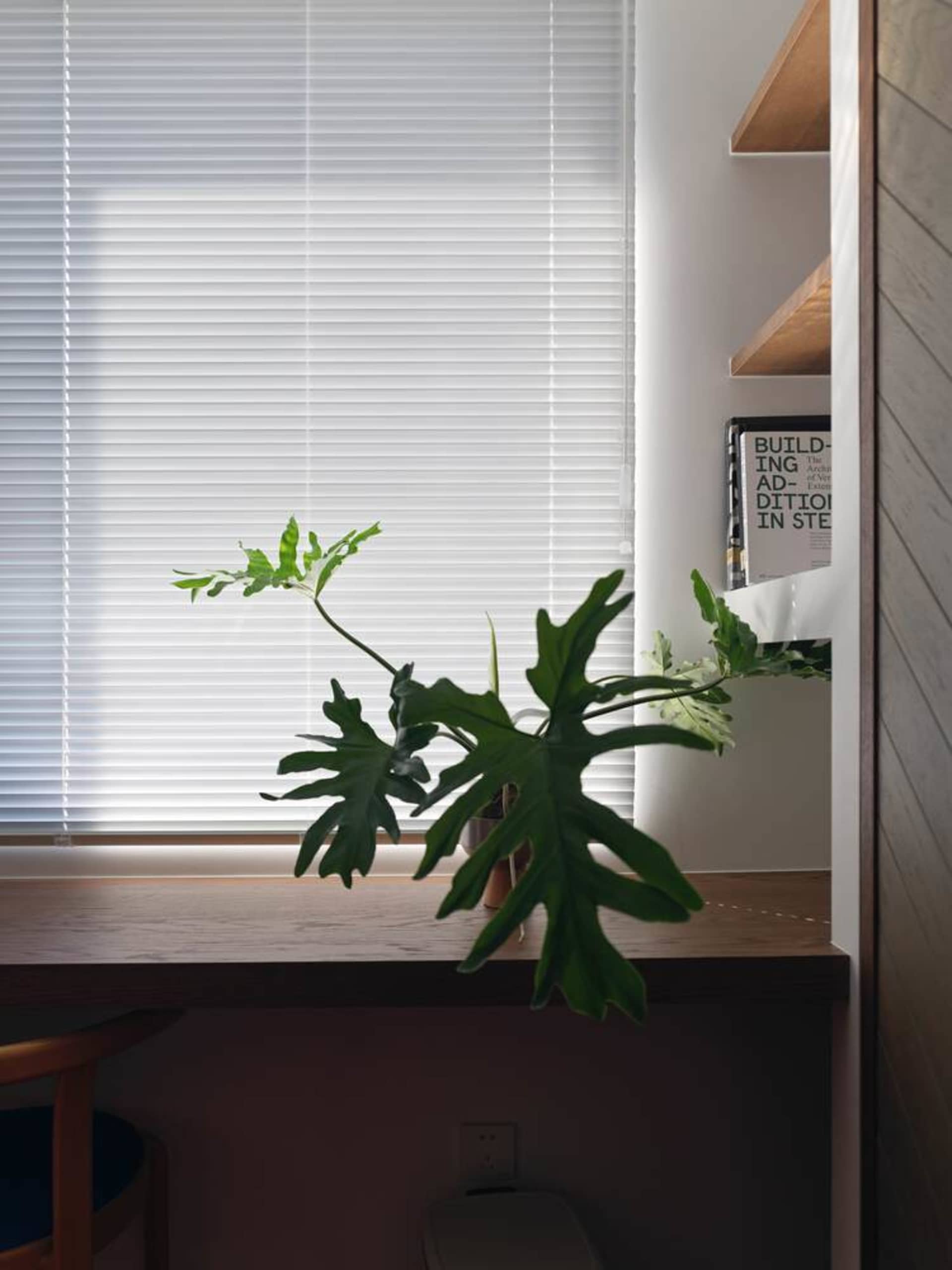 A minimalist residential interior featuring plants, white blinds, and wooden shelves.