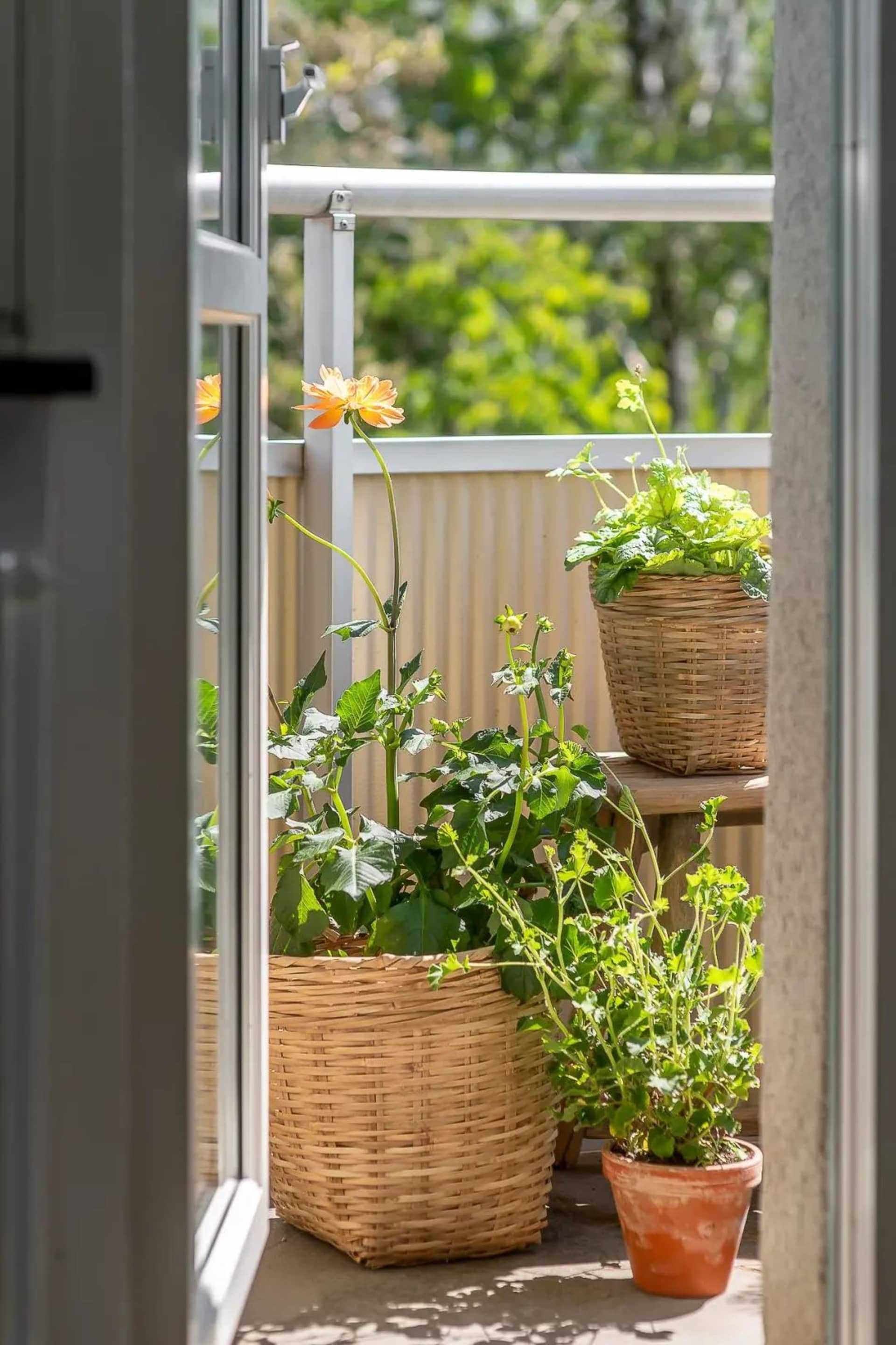 Several plants in woven baskets and clay pots on a balcony, including an orange flower.