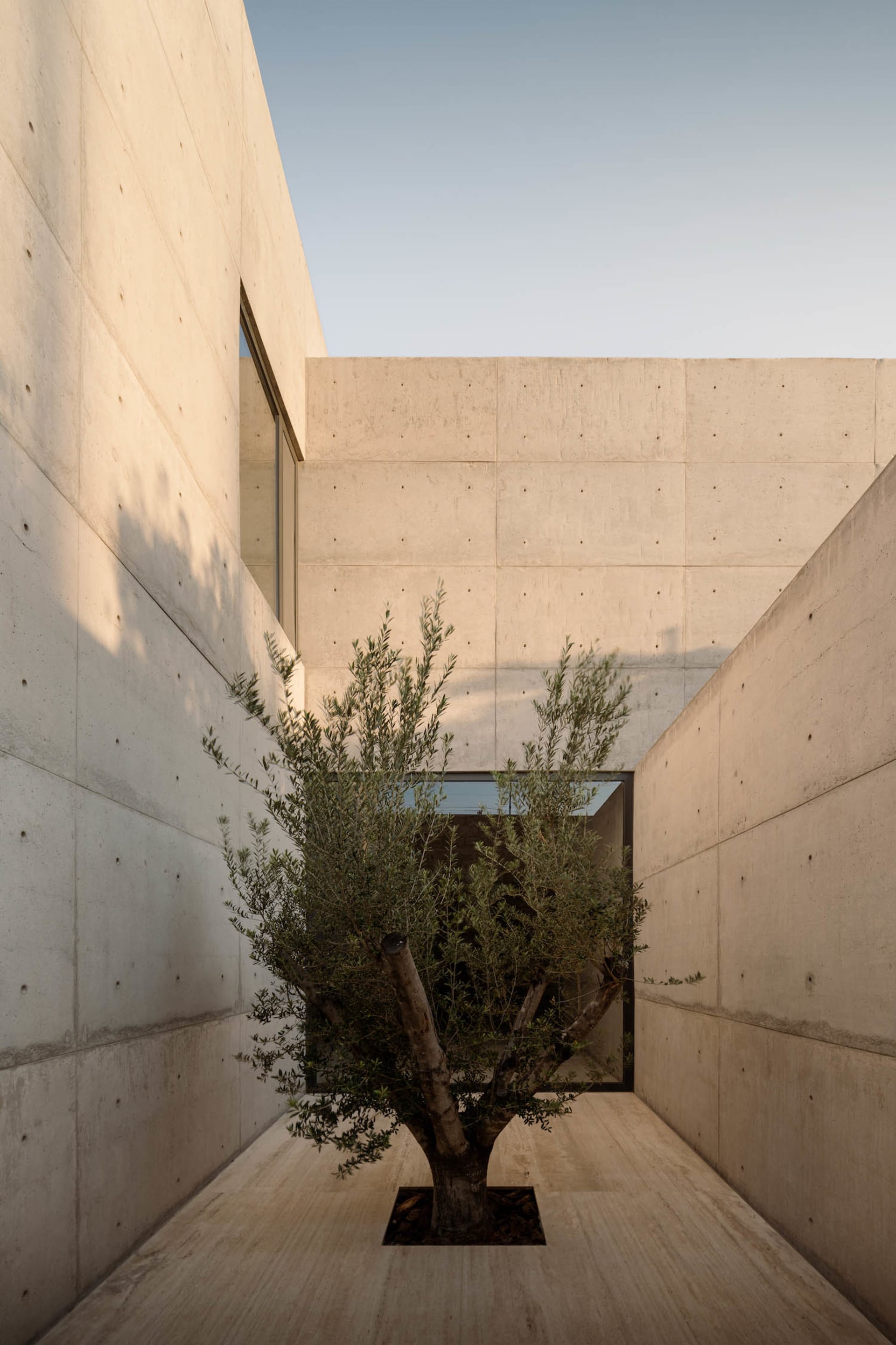 Concrete interior with a tree in a cutout in the wall