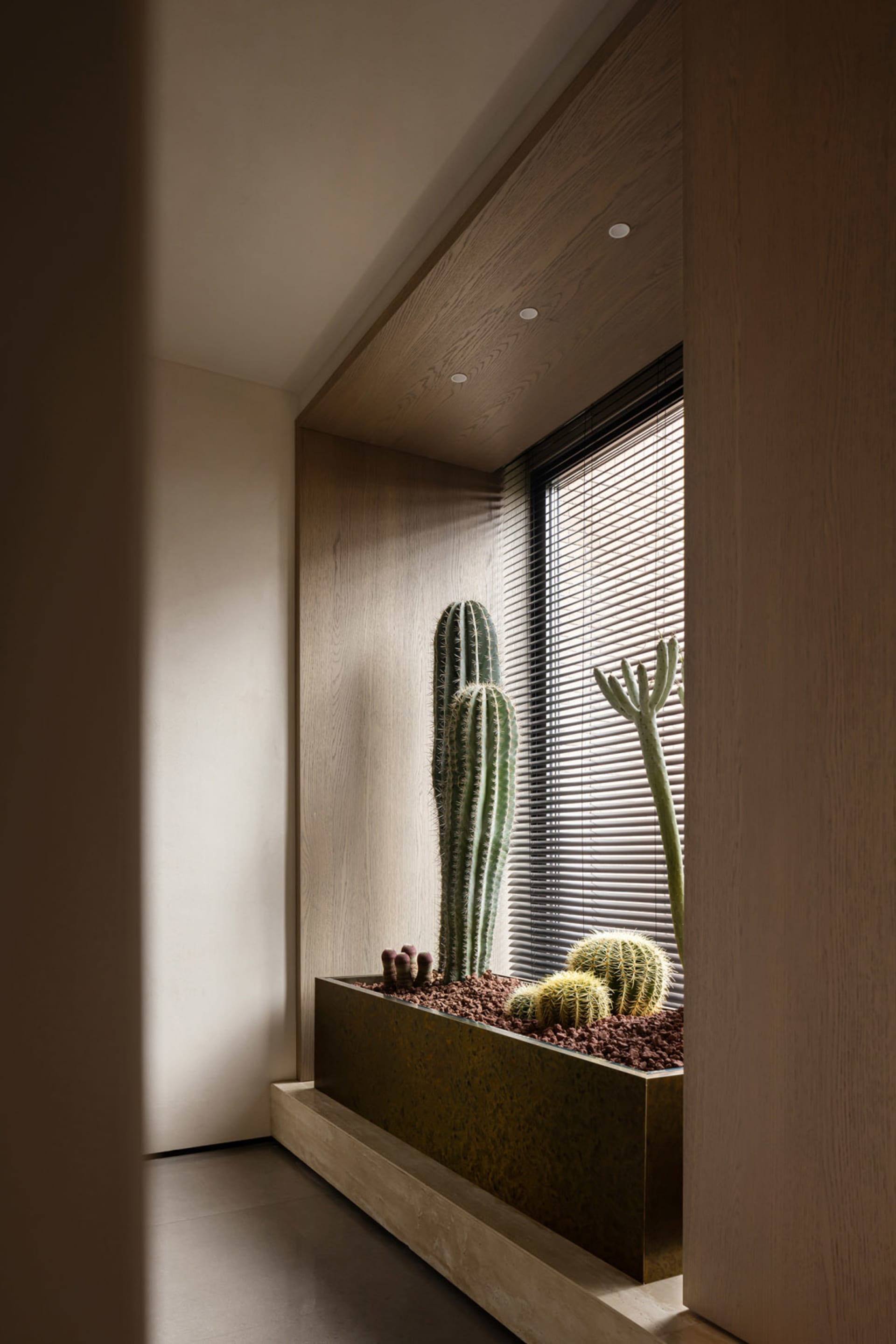 A minimalist indoor cactus garden featuring tall, skinny green cacti in a wooden planter.