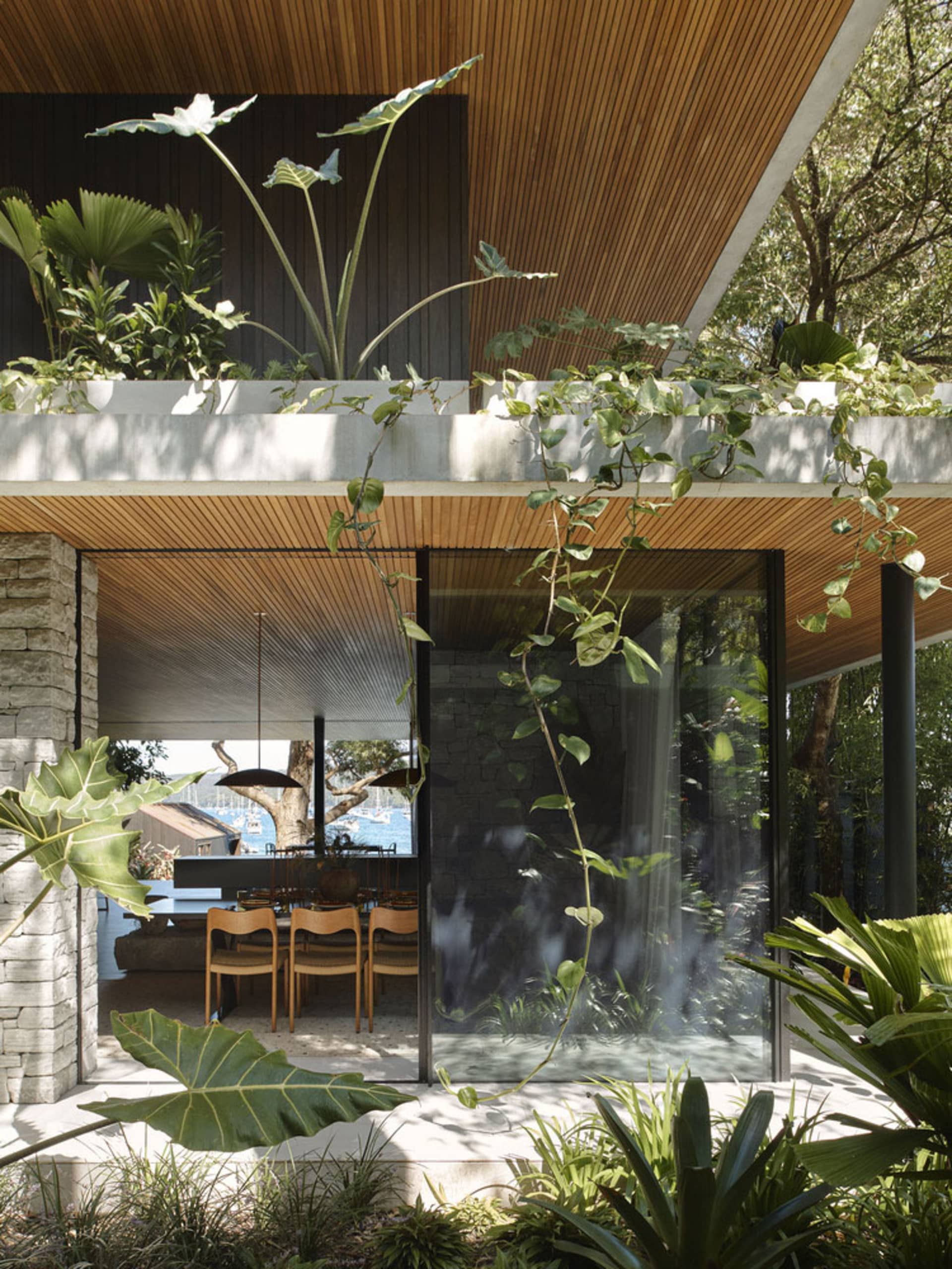 Indoor garden with large plants against a wooden ceiling.
