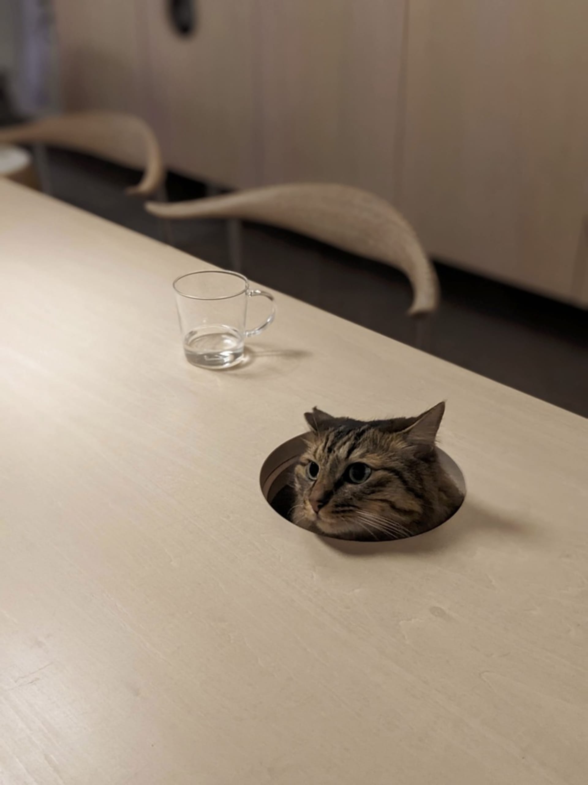 A tabby cat's head looking out from a hole in a stone wall, next to a glass mug.