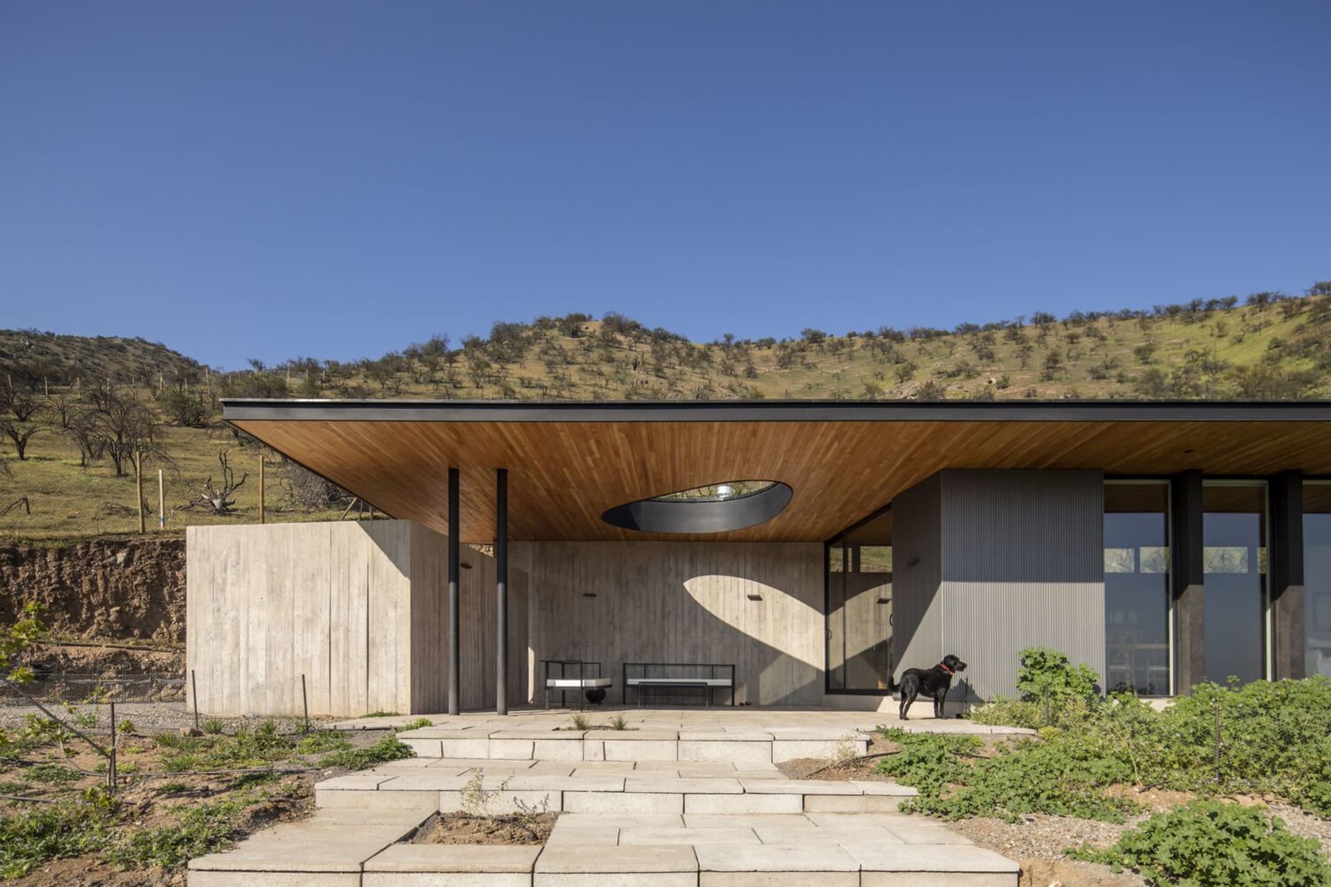 Modern residential exterior featuring a wooden roof and concrete walls.