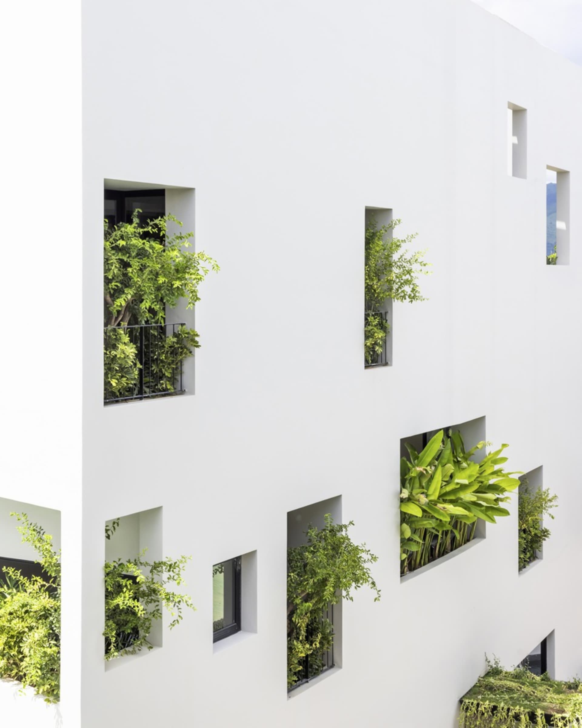 白色建築牆面,綠色植物從矩形開口中生長而出。