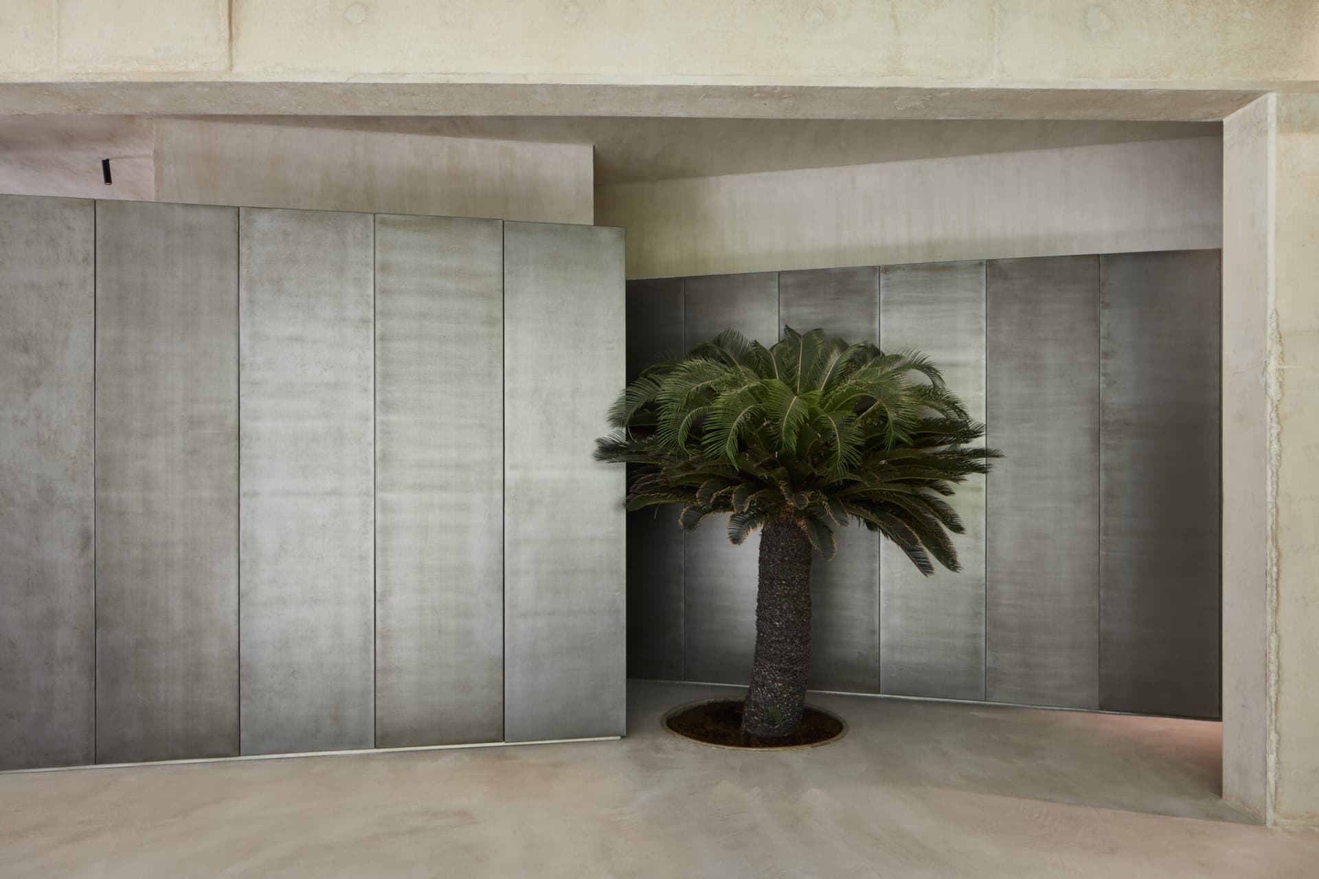 A modern concrete lobby features a large palm tree in the center of the room, surrounded by concrete walls.