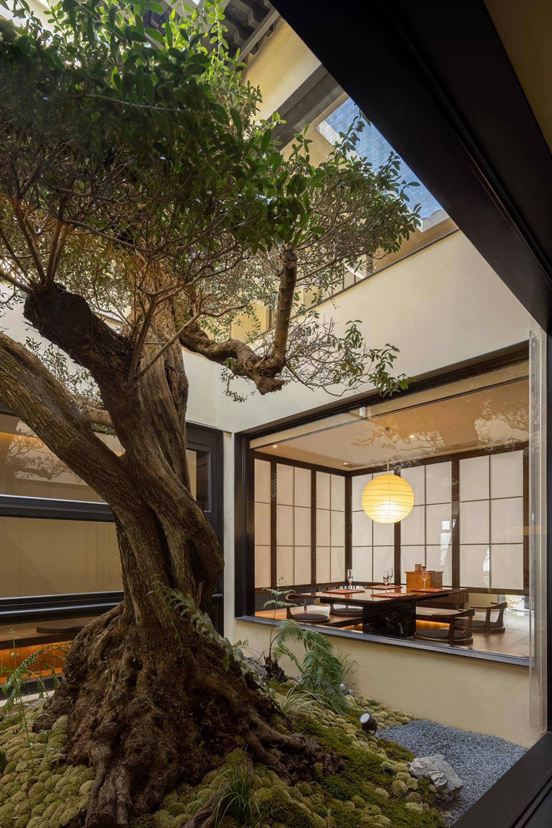 Indoor restaurant featuring a large mature tree with a small paper lantern hanging from the ceiling, set within a cozy space
