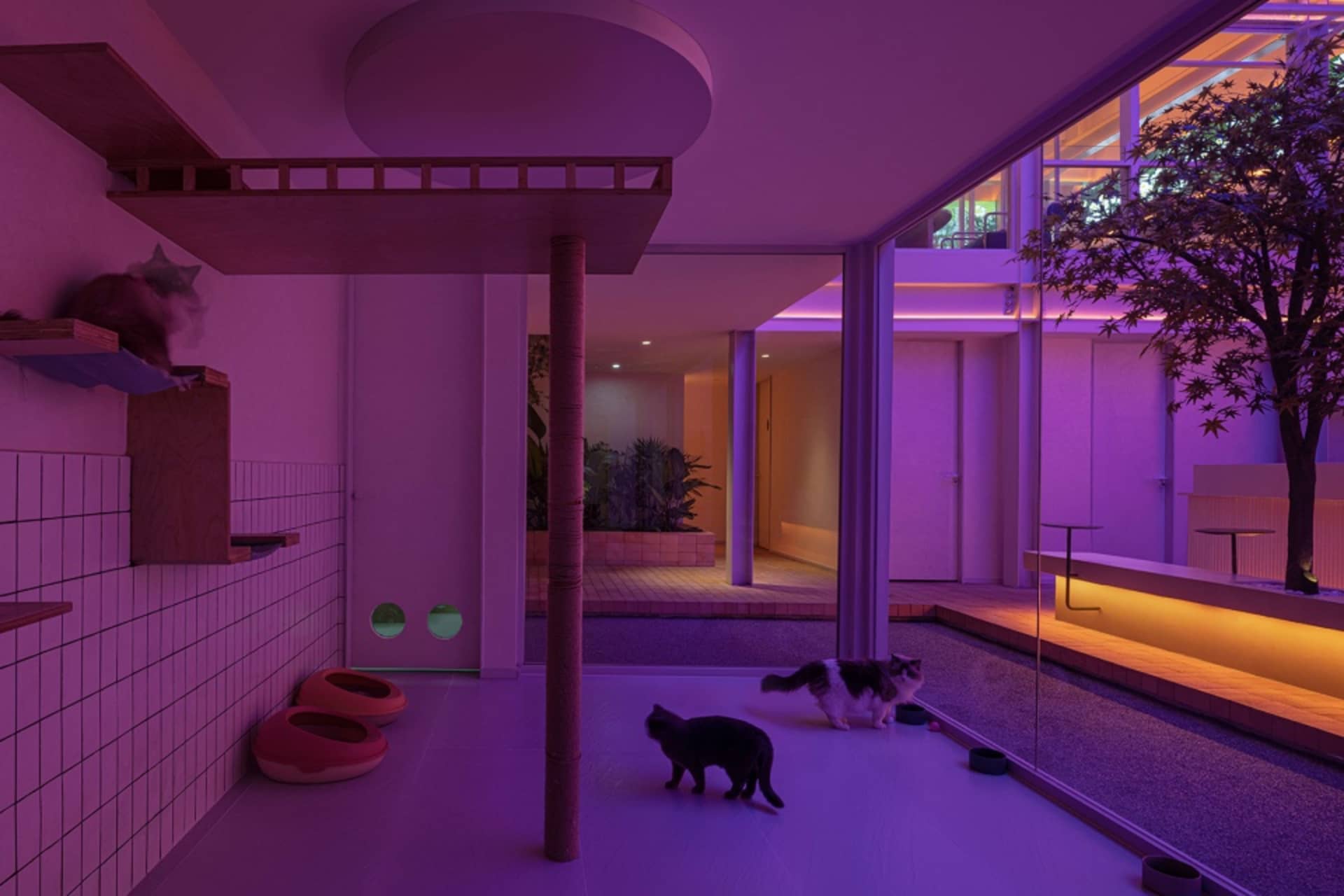 Multiple cats indoors in a modern cat shelter with purple lighting, designed for cat accommodation and play.