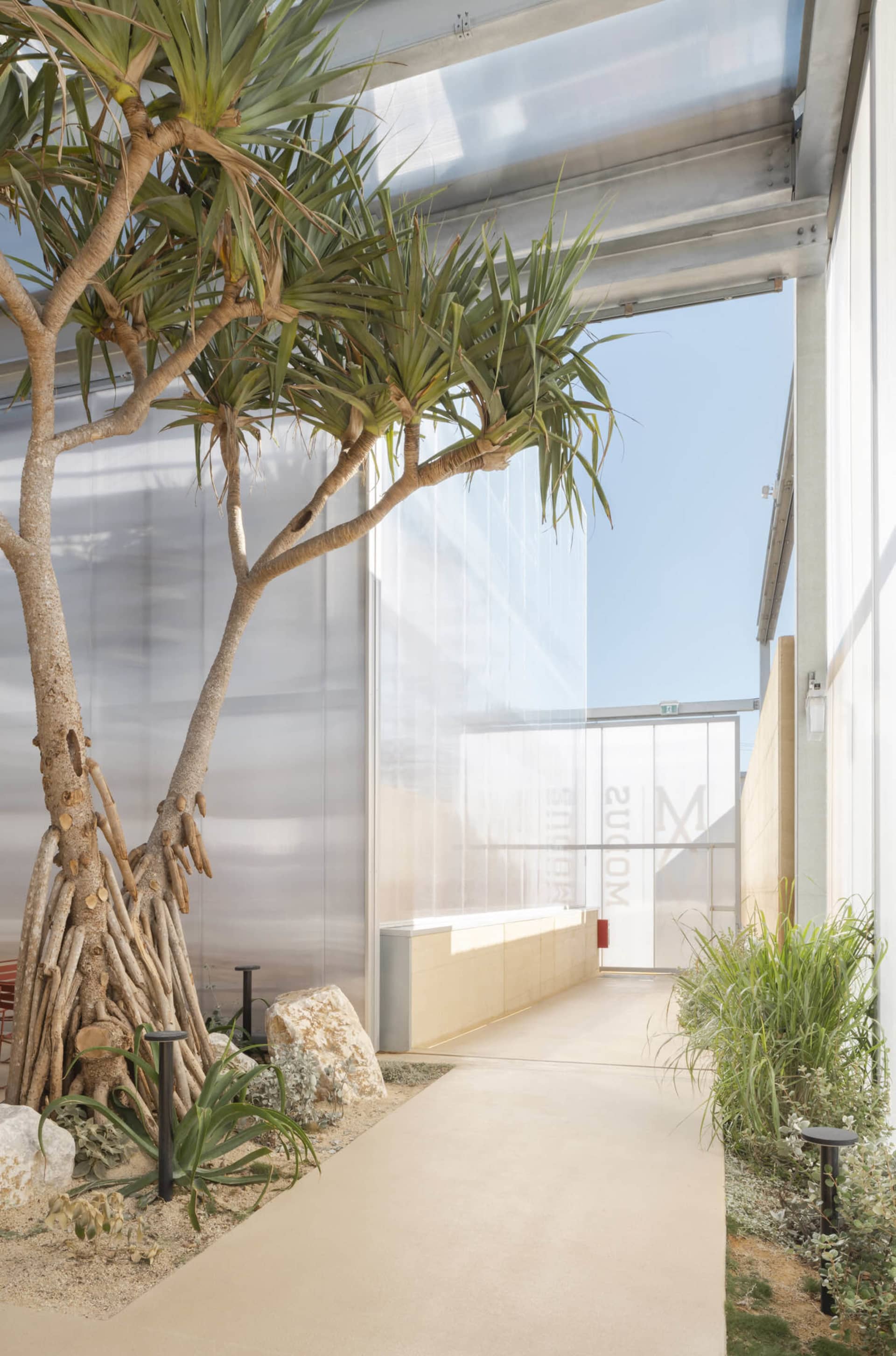 A modern minimalist interior with concrete walls, glass doors, and a central tree