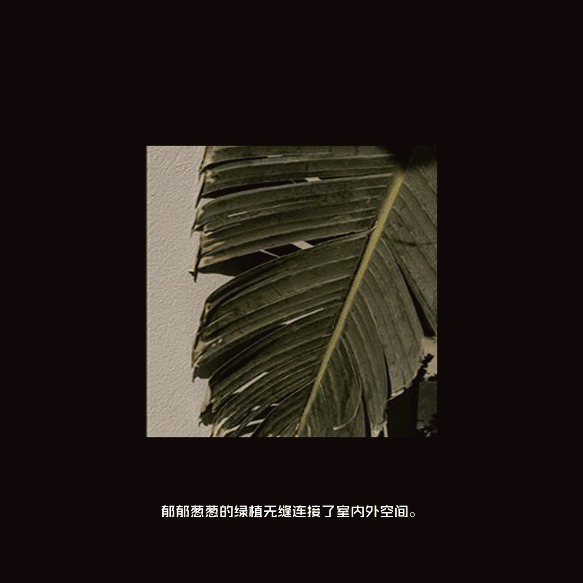 特寫一枚葉片，綠意無縫串聯室內與室外。