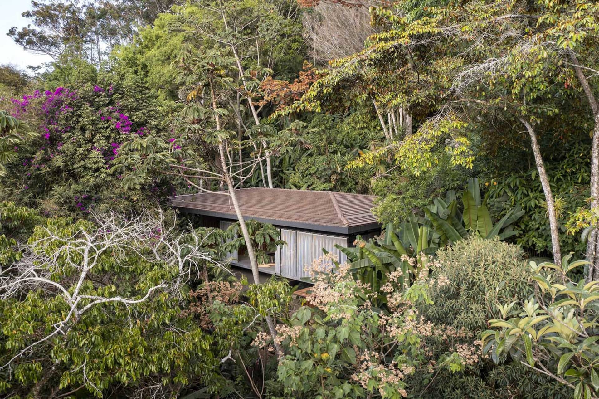 一座以木頭建造的現代樹屋，坐落於茂密的森林之中