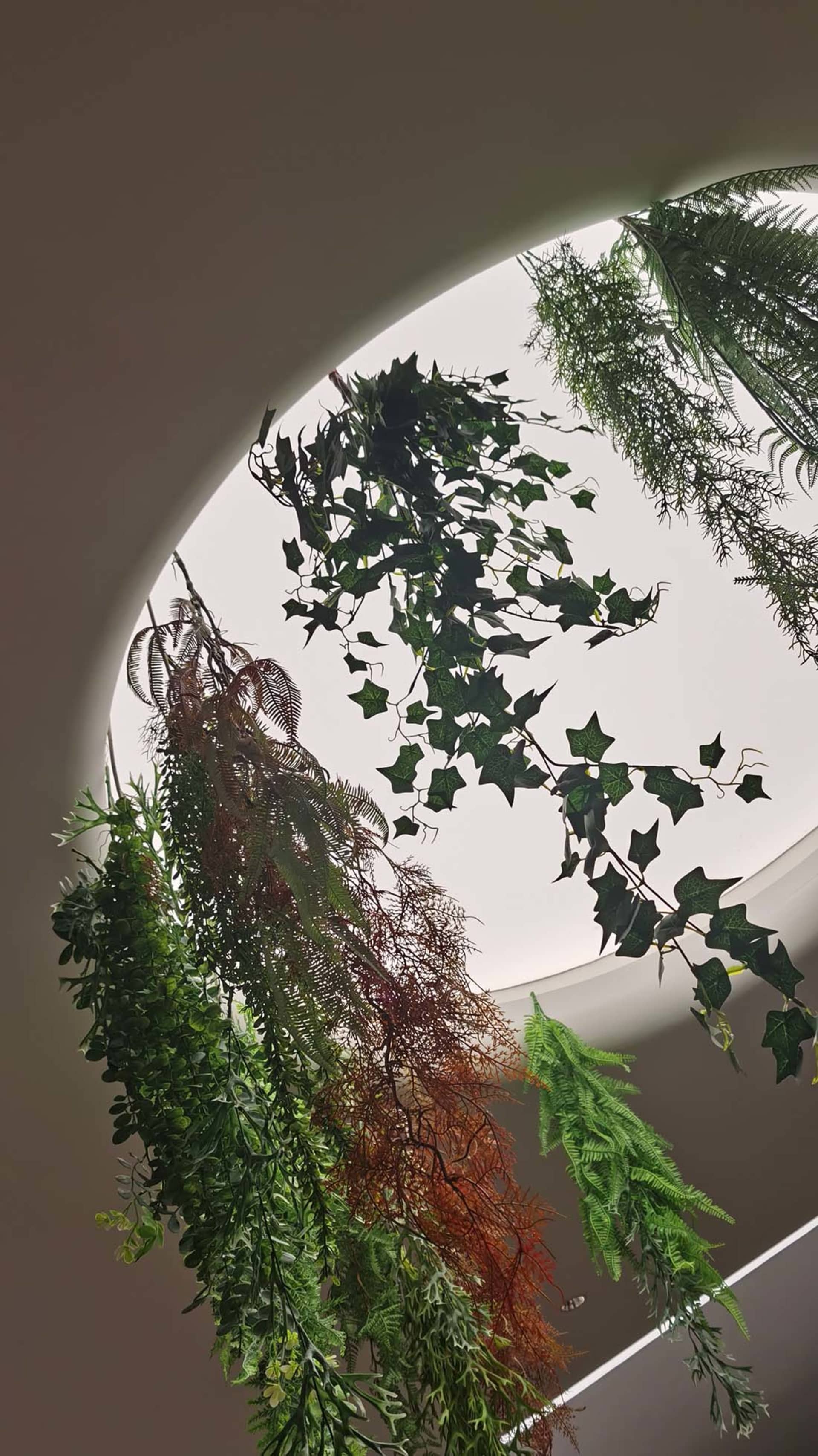 各式室內植物從天花板圓形開口懸掛而下。
