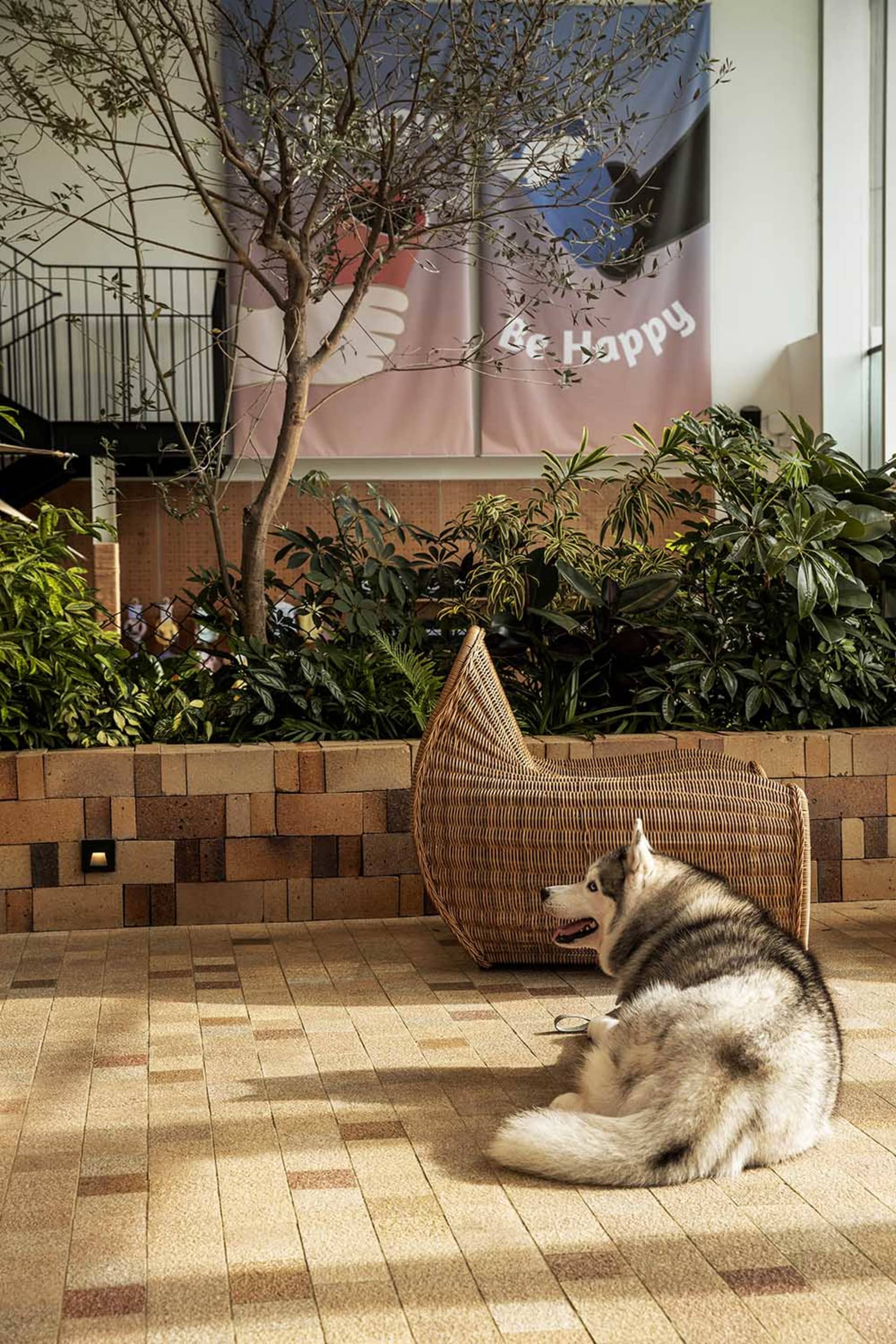 A husky dog sits on a wicker chair in a dog-friendly interior space.