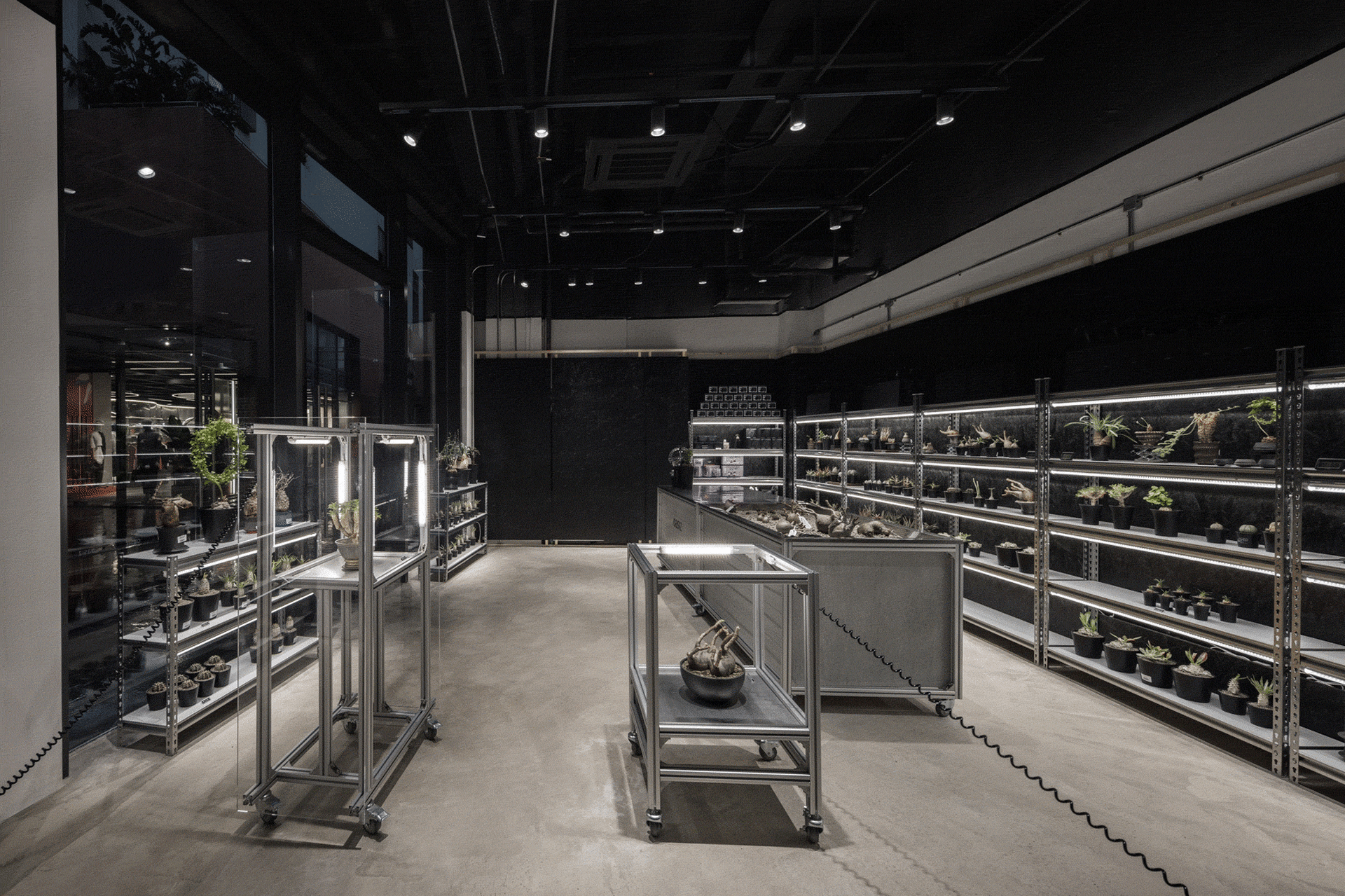 Modern plant shop with black interior, featuring steel-and-glass shelving units.