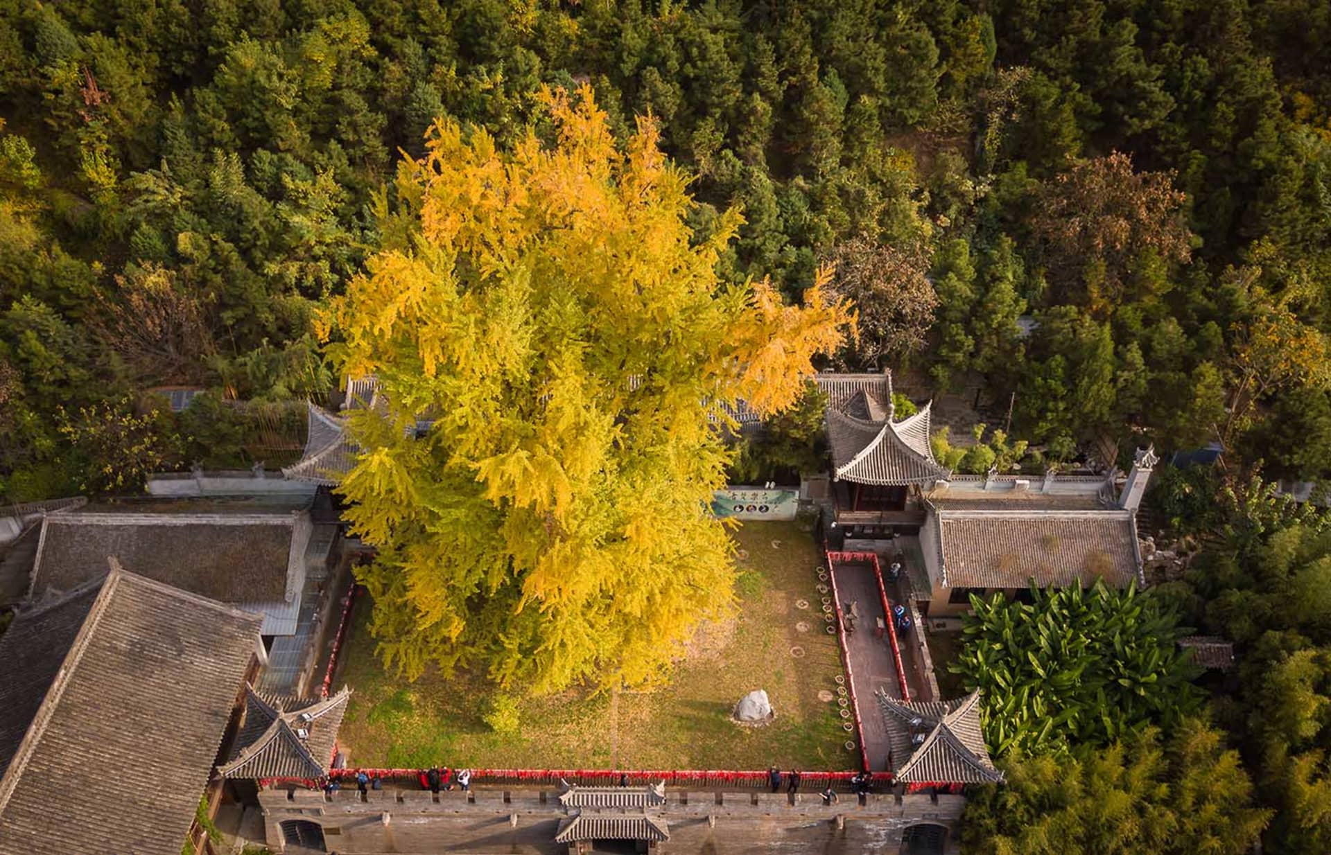 Fall, ginkgo tree, landscape, yellow leaves, serene