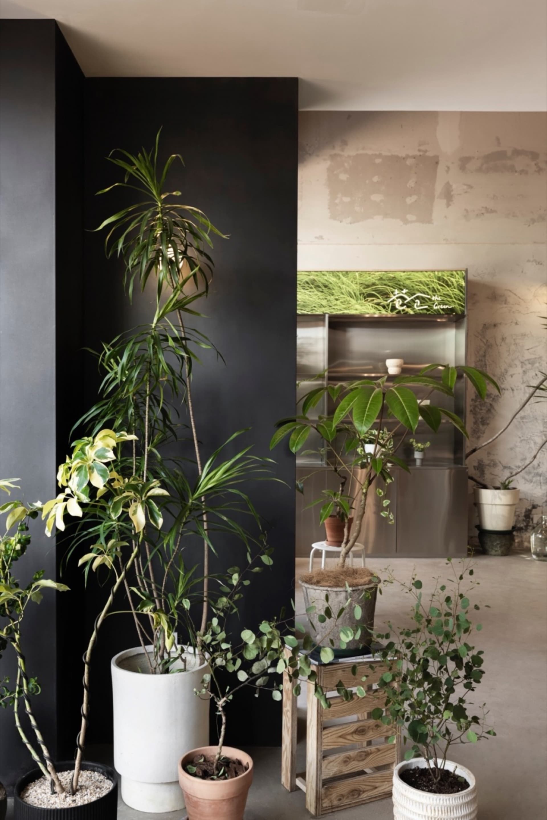 A living room with various potted plants and a concrete wall as a backdrop.