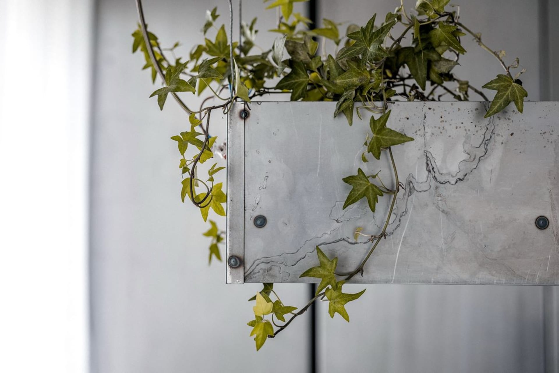 Decorative metal planter with green ivy plants hanging indoors.