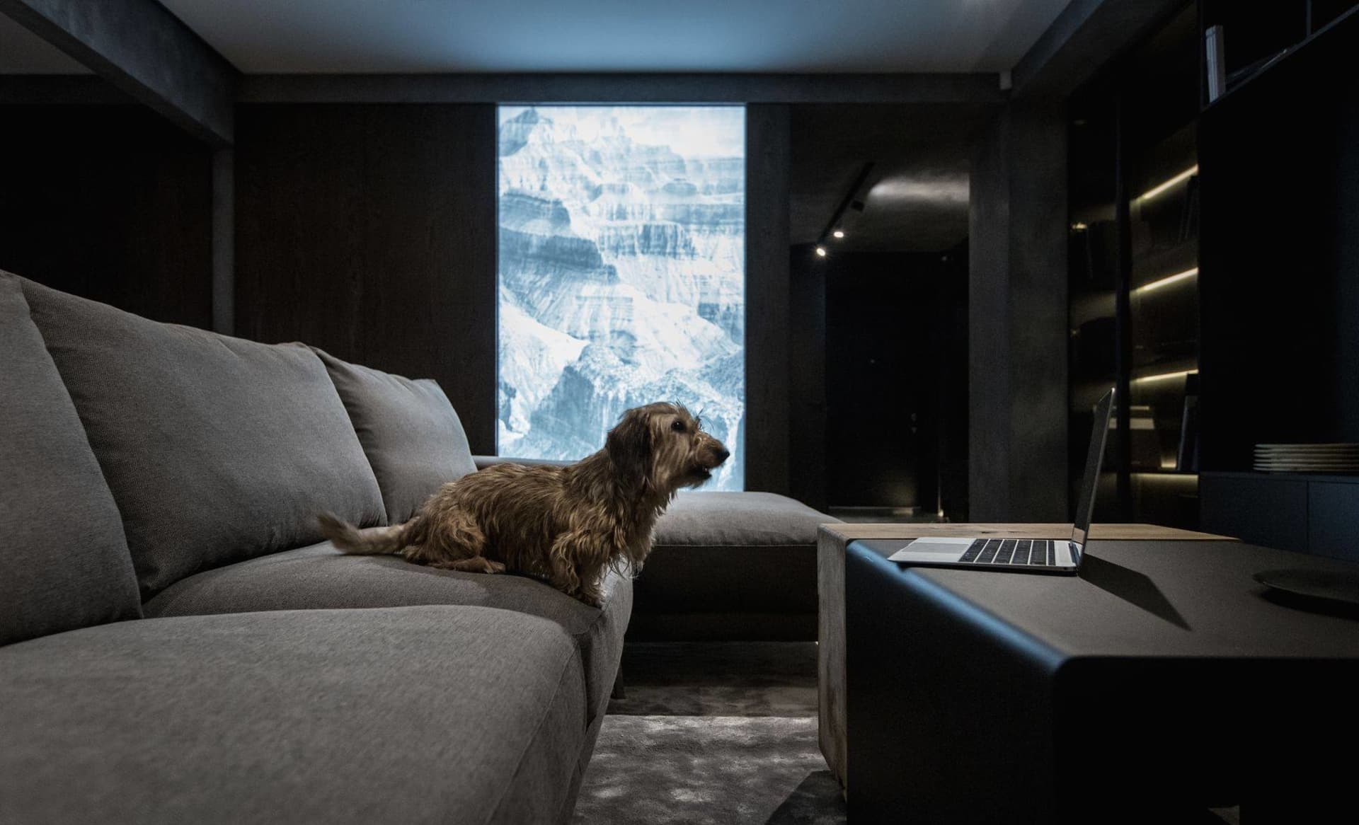 A small, brown dog sitting on a grey sofa in a minimalist living room with a large window displaying a snowy mountain scene.