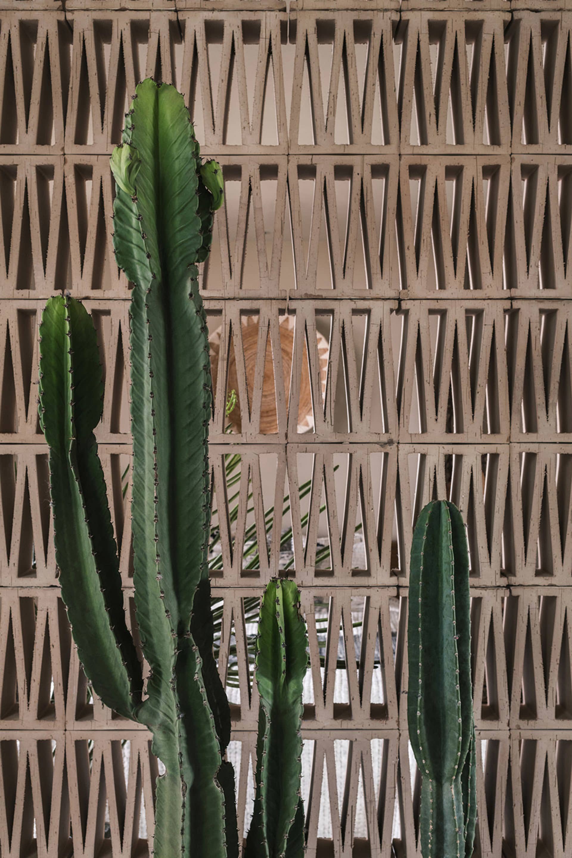 A scene featuring cactus plants set against a modern, geometric concrete lattice wall.