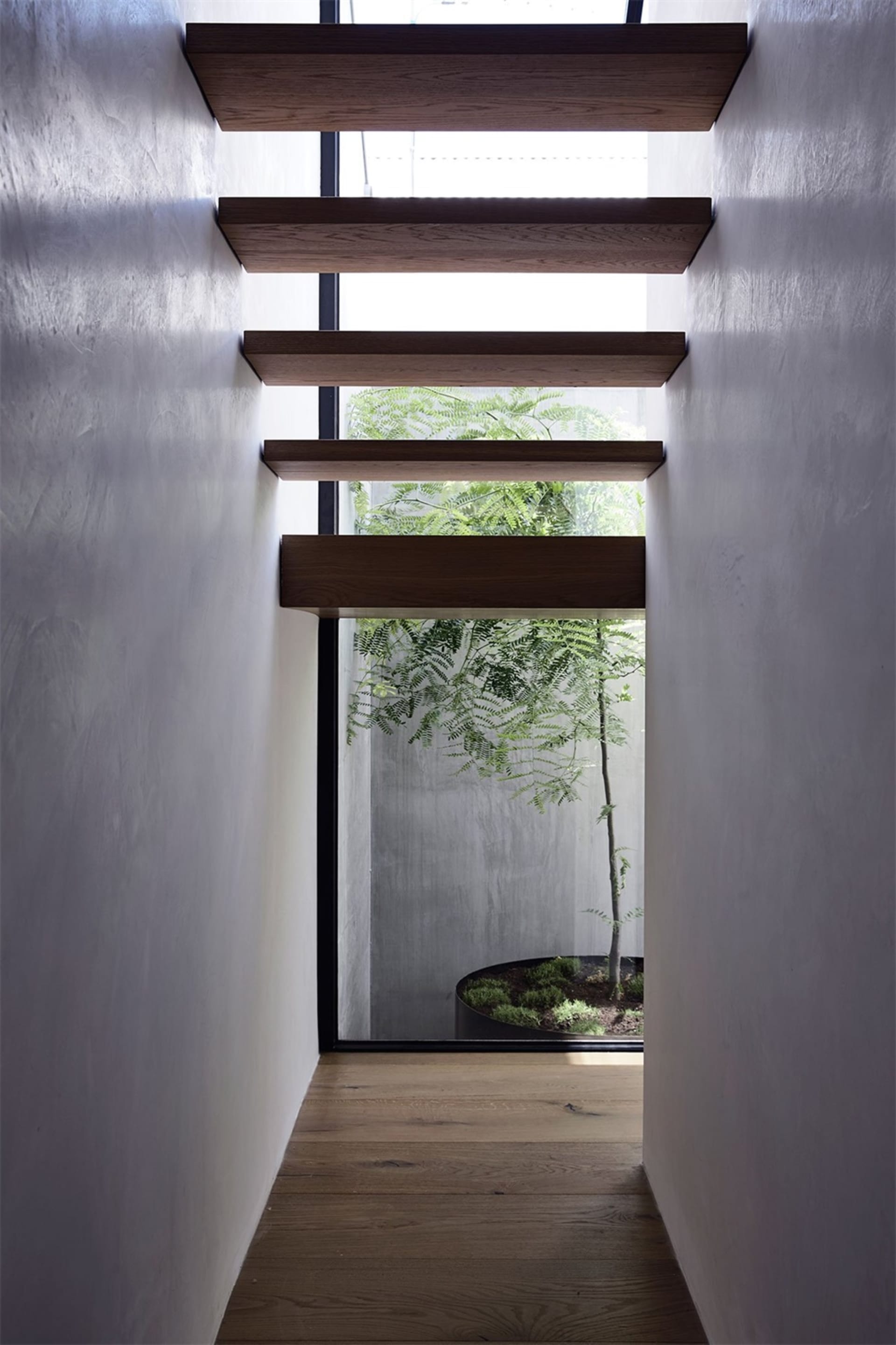 Modern light-filled hallway featuring wooden shelves and a tree growing in a planter.