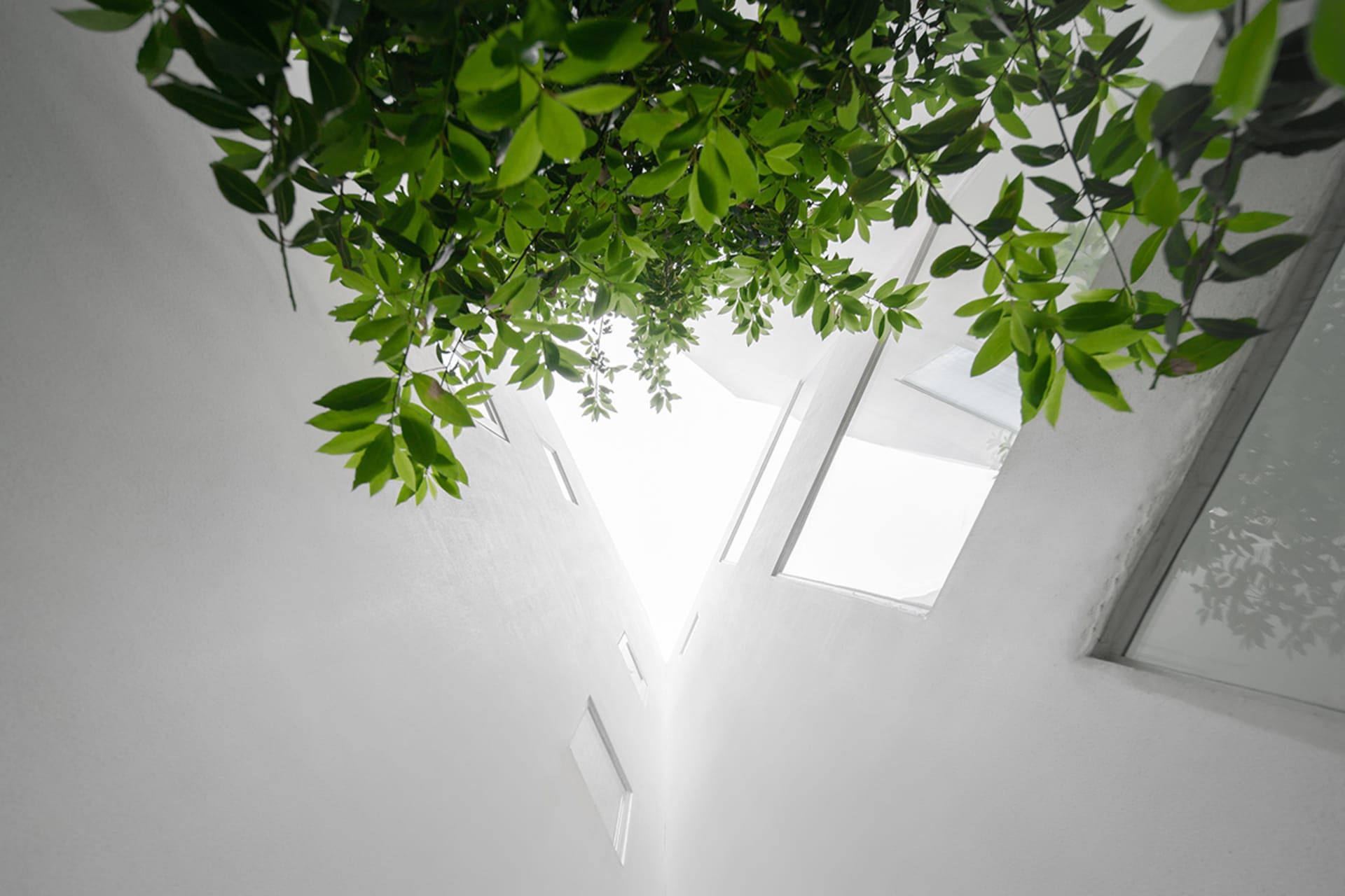 White room with green leaves hanging from above