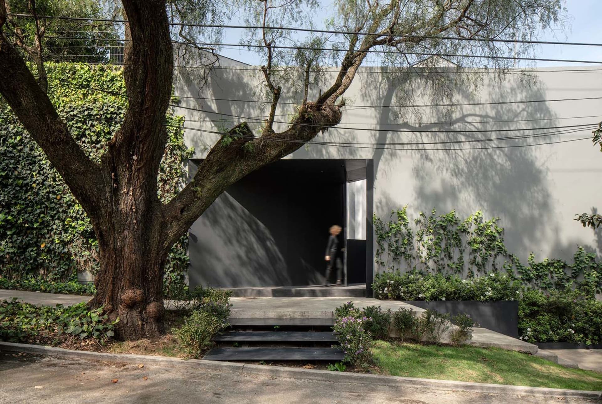 Concrete entranceway with greenery and tree in front of a modern residential building.
