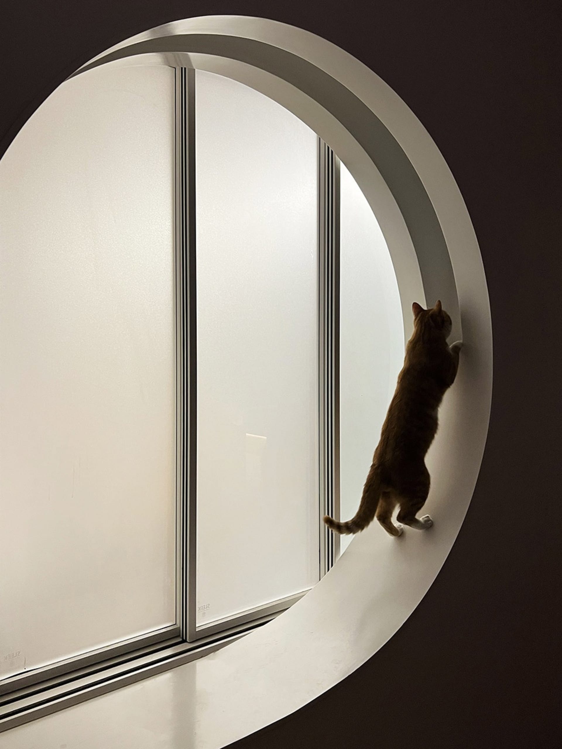An orange tabby cat climbing the ledge of a large, circular glass window.