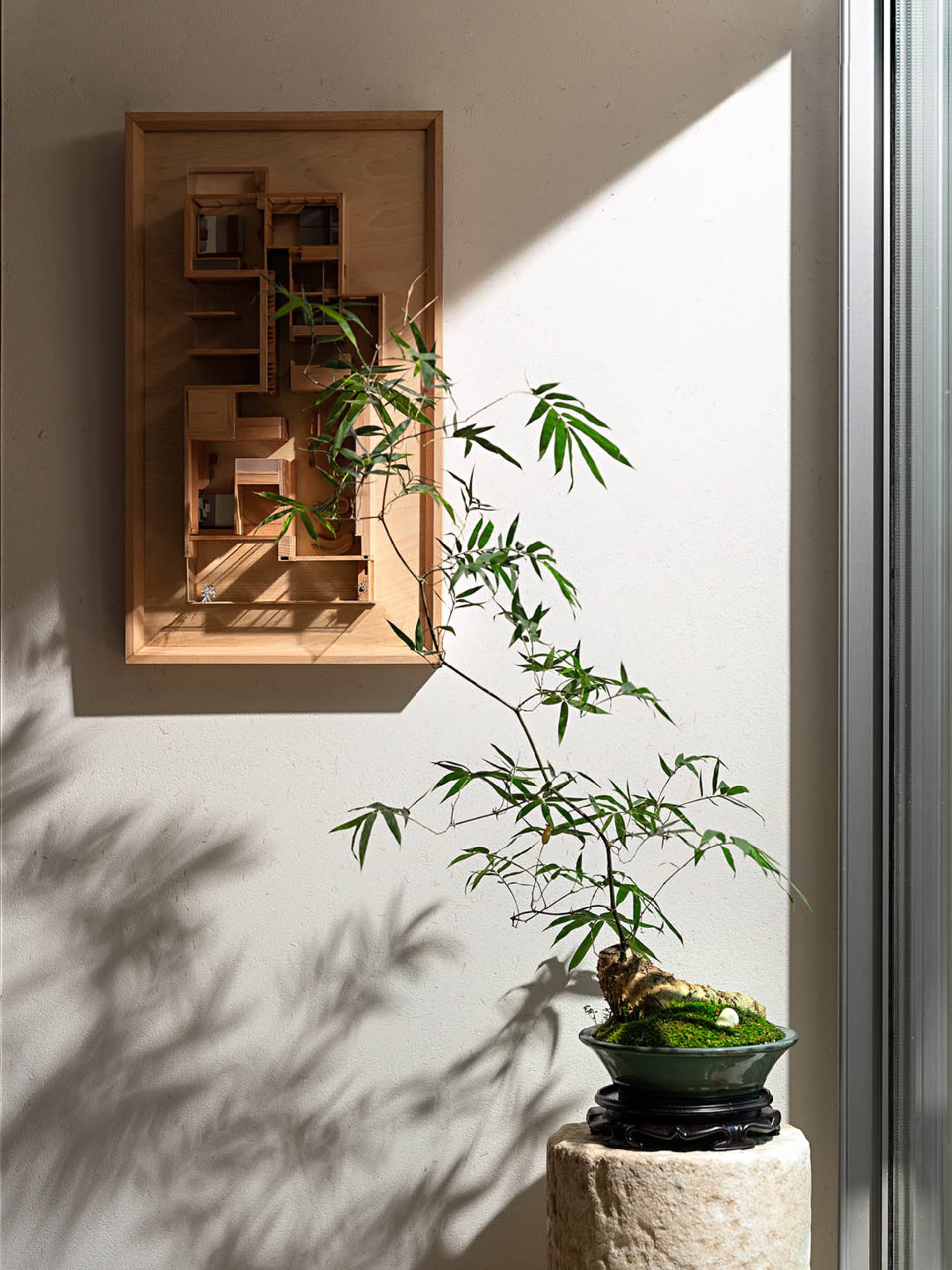 A bonsai plant in a wooden frame casting a shadow on a wall
