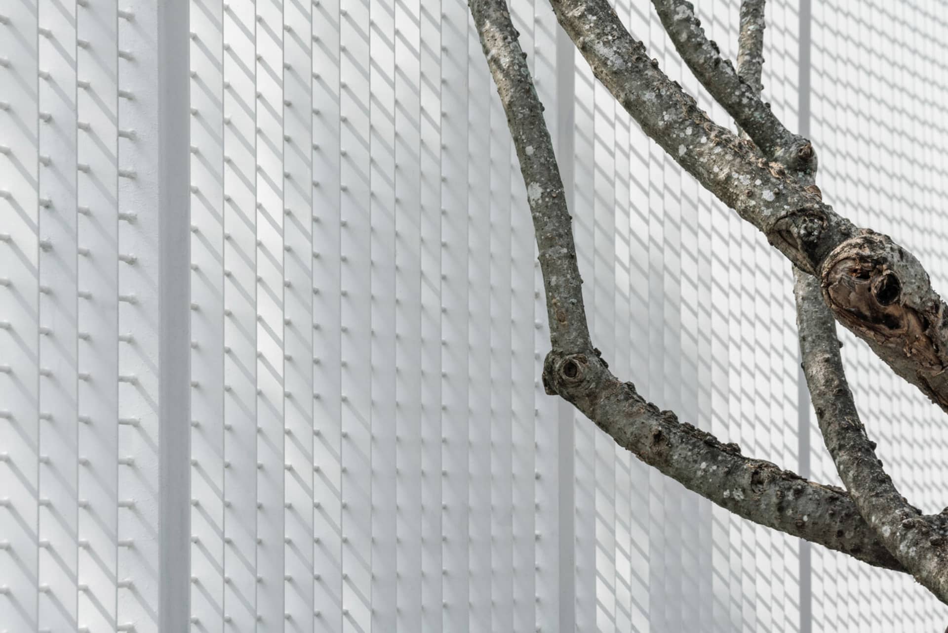 Close-up of modern white-tile architectural exterior with natural tree branch