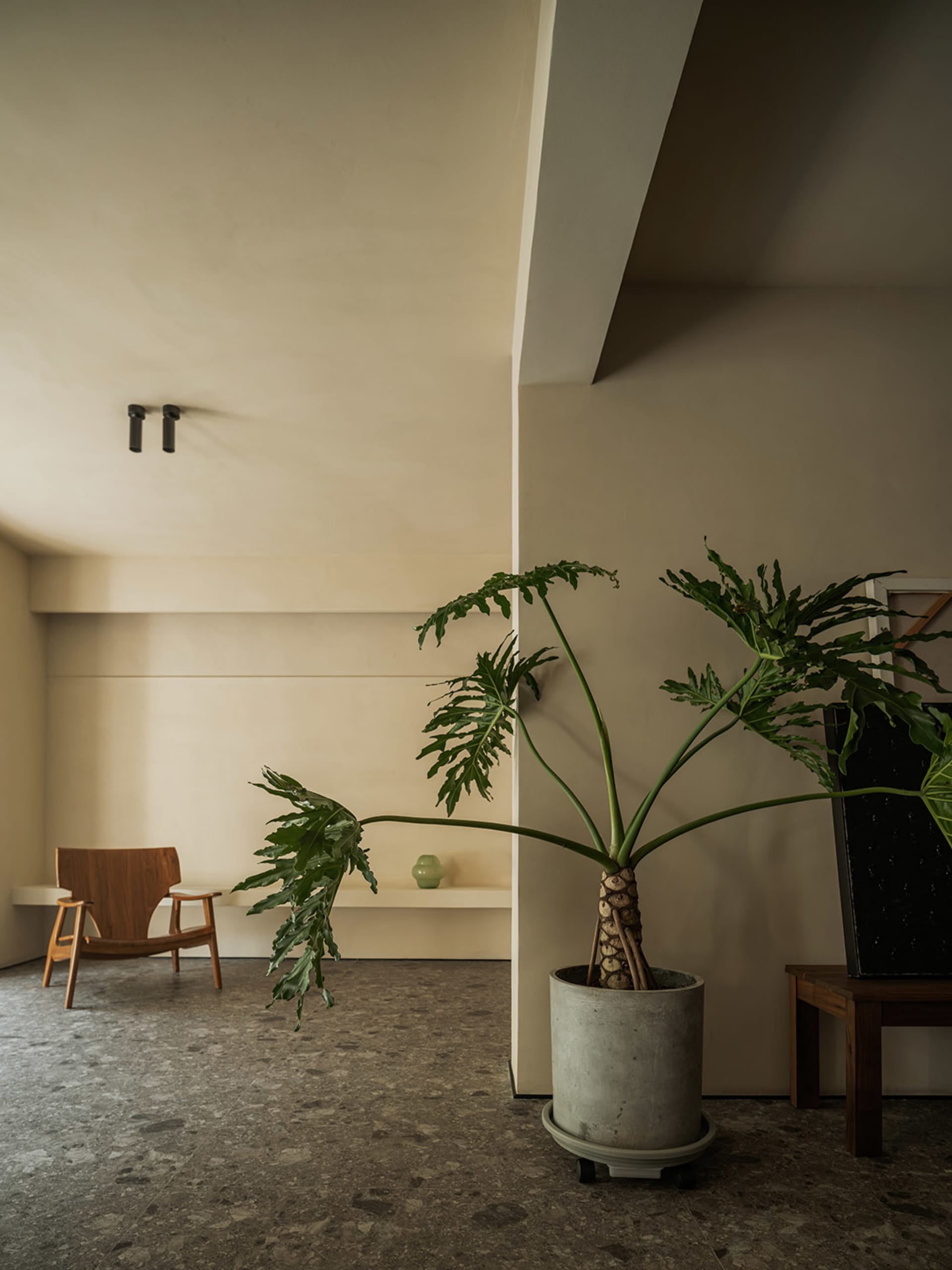 A potted plant placed on a concrete floor in a living room.