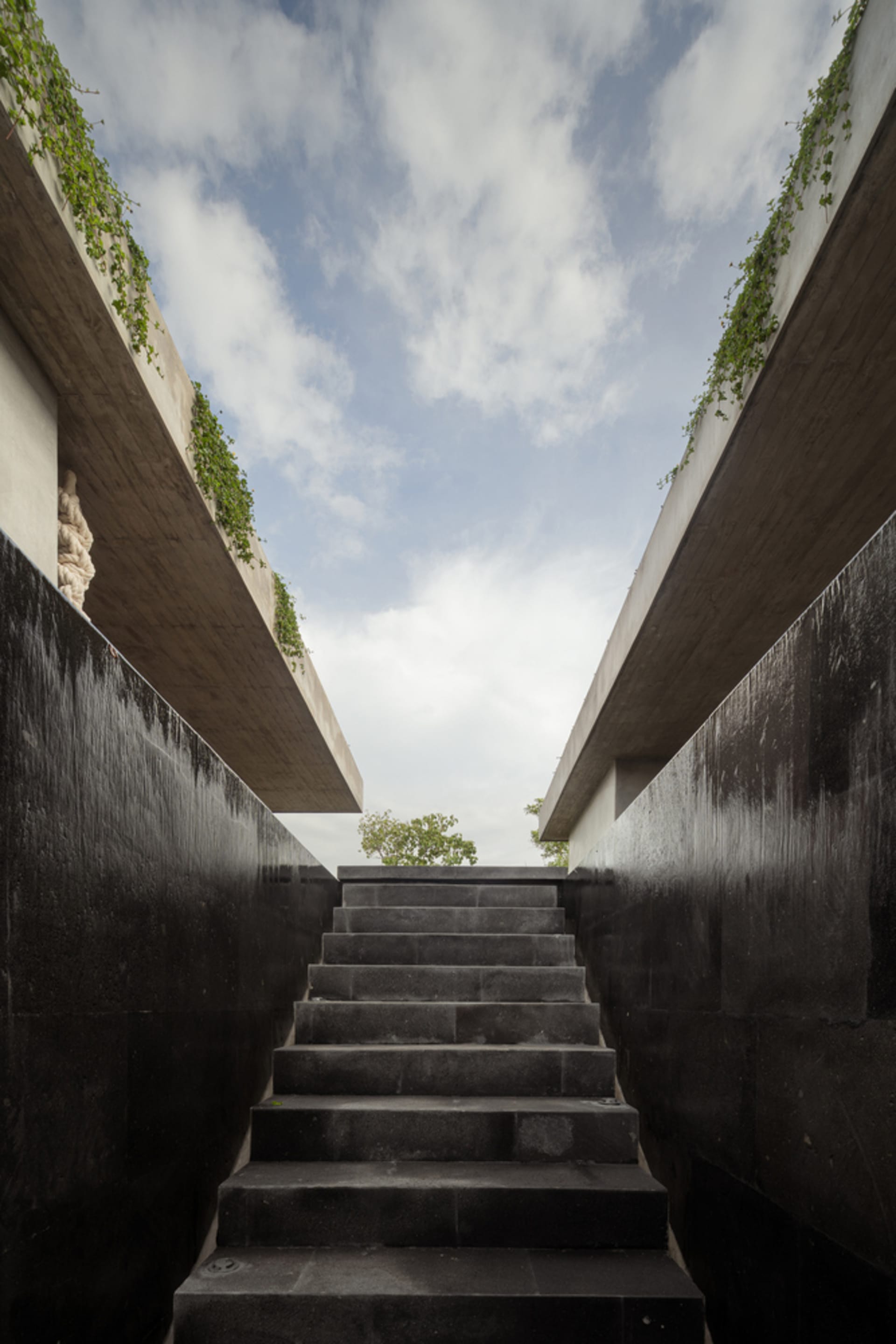 Modern concrete staircase with ivy plants on both sides.