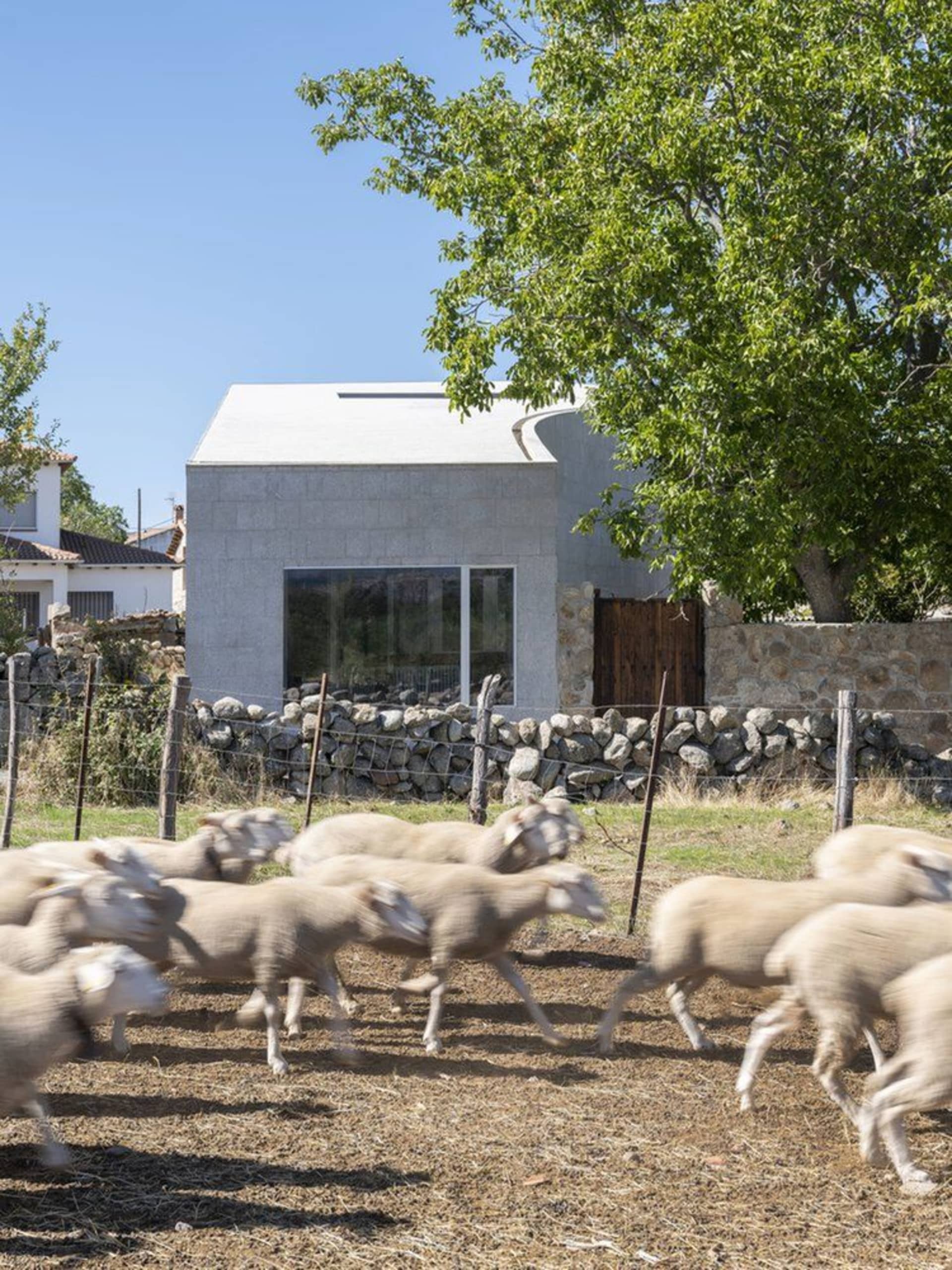 Sheep running in a field with a modern farmhouse in the background.