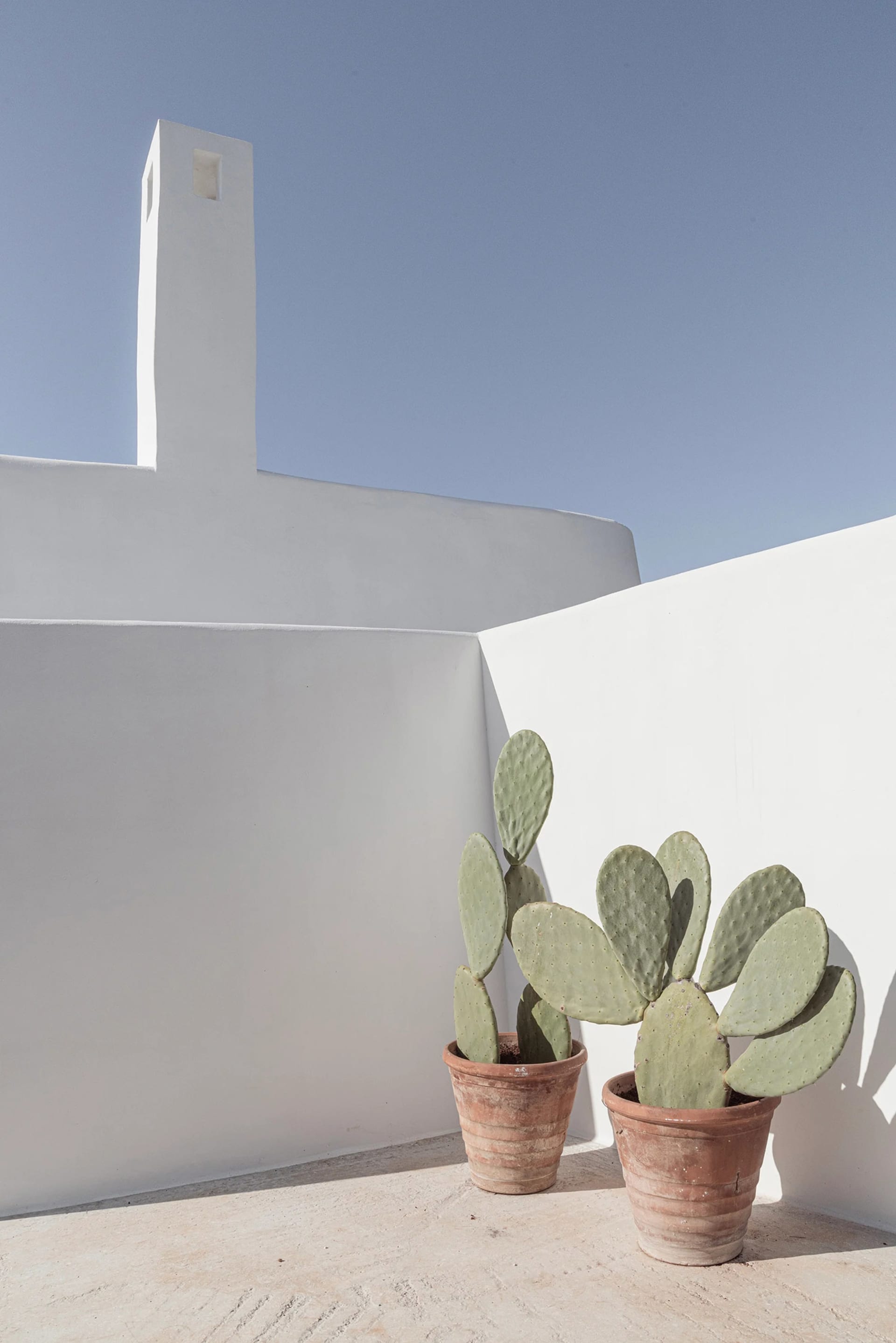 Two cactus plants in flower pots next to a white building wall under a clear blue sky.